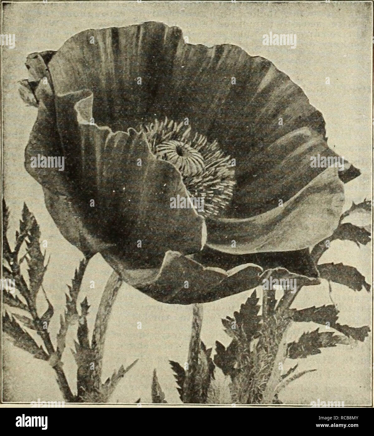 . Dreer's autumn catalogue, 1913. Horticultural products industry Catalogs; Nurseries (Horticulture) Catalogs; Nursery stock Catalogs; Plants, Ornamental Catalogs; Flowers Catalogs. HflfUBKrADga-IHIIADBPHIA-M- RELIABLE FLOWER SEEDS 69 Pentstemon (Beard Tongue). Highly useful and attractive hardy perennials, and much used in the hardy border. Per Pkt. 10 10 10 10 5 Barbatus Torreyi. Brilliant coral red Digitalis. White flowers, with purple throat Ovatus. Bright blue, shaded purple Pubescens. Spikes of bright rosy-purple flowers. Mixed. A great variety of kinds and colors Phlox. Hardy Perennial. Stock Photo