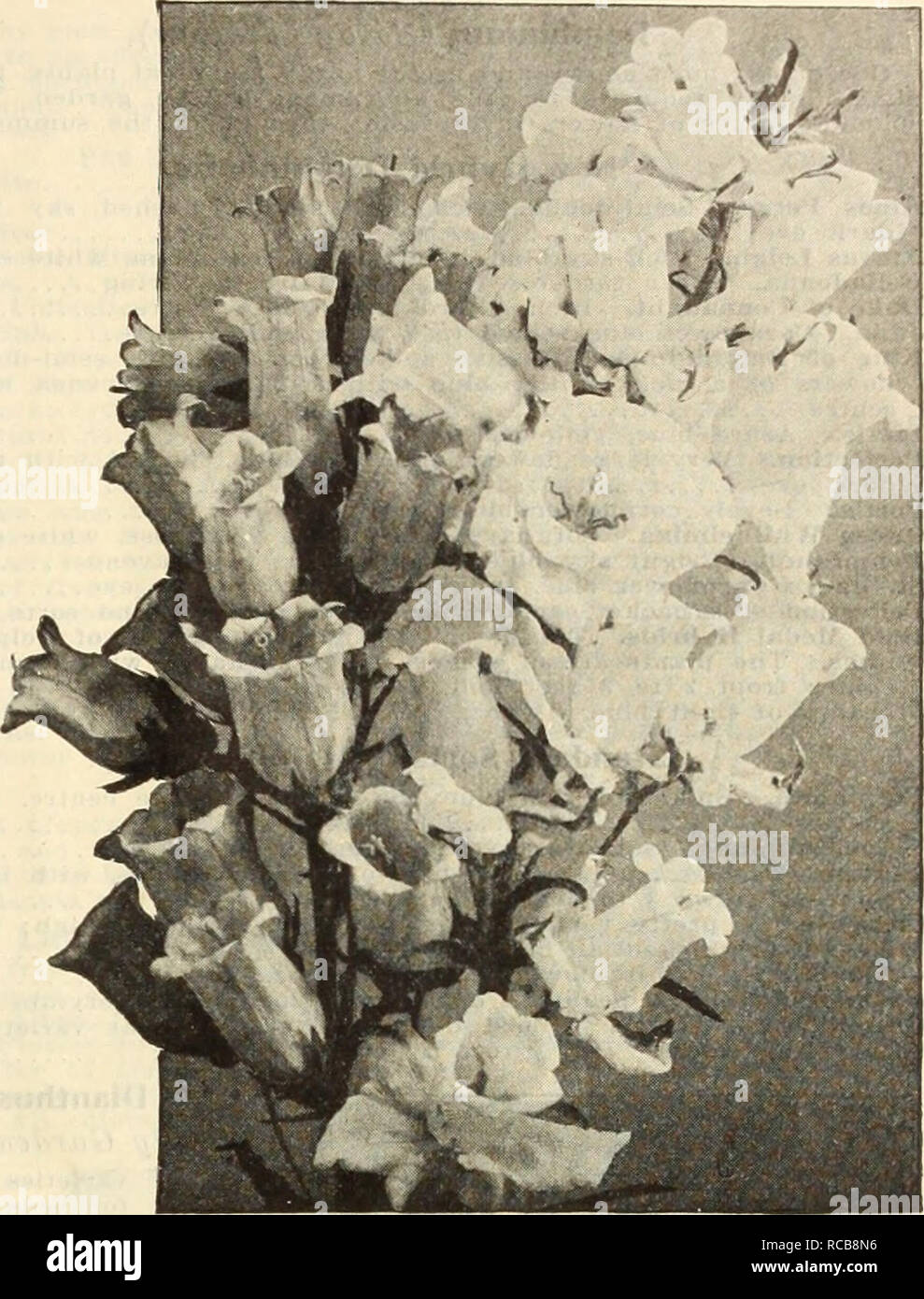 . Dreer's autumn catalogue, 1913. Horticultural products industry Catalogs; Nurseries (Horticulture) Catalogs; Nursery stock Catalogs; Plants, Ornamental Catalogs; Flowers Catalogs. (DlfHwafADIfflt-lflllADBHUA-M- RELIABLE f LOWER SEEDS 65 Campanula (Bellflower). pER Pkt. Carpatiea (Carpathian Hare-Bell). In bloom the whole season: hardy perennial; blue; 6 inches. Per % oz., 25 cts r&gt; —Alba. White flowered form. Per hi oz., 25 ets a (.lomerata (Clustered Bellflower). Violet blue 15 Grandis (Great Bellflower). Large saucer-shaped violet blue flowers 10 Latifolia Maerantha. A handsome variety, Stock Photo