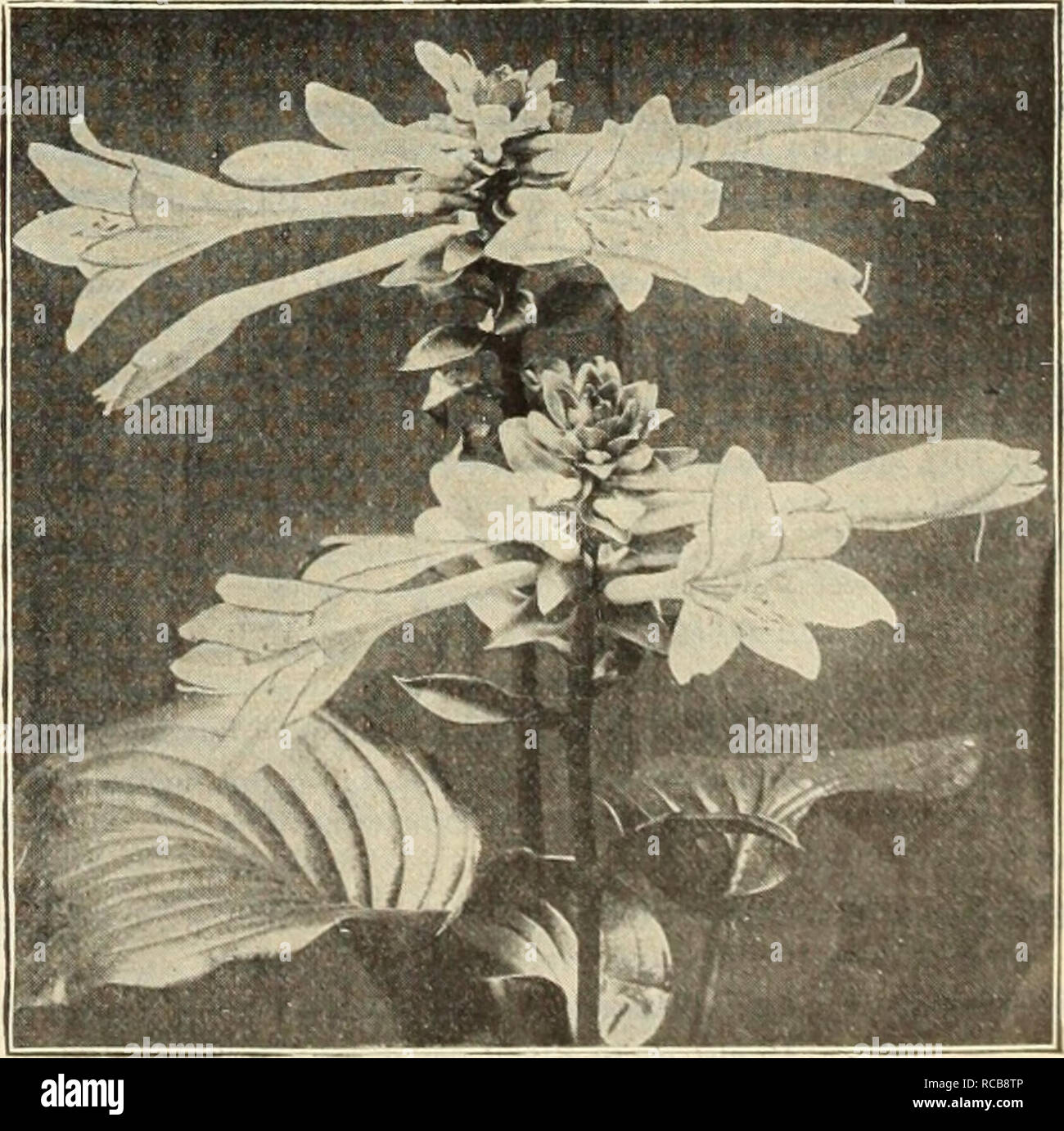 . Dreer's autumn catalogue, 1913. Horticultural products industry Catalogs; Nurseries (Horticulture) Catalogs; Nursery stock Catalogs; Plants, Ornamental Catalogs; Flowers Catalogs. Digitalis (Foxglove) . DIGITALIS The Foxglove, old-fashioned, dign their period of flowering dominate the Gloxinaeflora ( Oloxinia-fiowered) finely-spotted varieties. We offer Lilac, Rose or 3fi.red. Ambigua, or Grandiflora. Show veined brown. EUPHORBIA Milkwort). Corollata (Flowering Spurge). A most showy and useful native plant, grow- ing about 18 inches high, and bearing from June till August umbels of pure whit Stock Photo