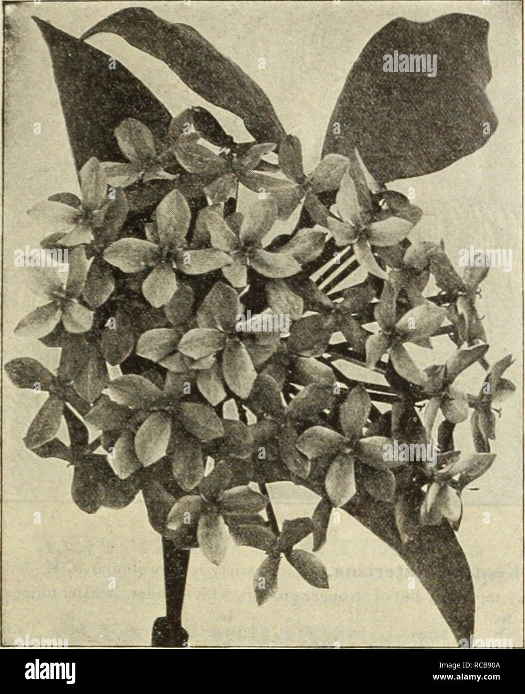 . Dreer's autumn catalogue 1912. Bulbs (Plants) Catalogs; Flowers Seeds Catalogs; Gardening Equipment and supplies Catalogs; Nurseries (Horticulture) Catalogs; Fruit Seeds Catalogs; Vegetables Seeds Catalogs. WADRBR -PnilADaPHIA M•^^iARD!H^&quot;'0R^^t1H0US^ pMUJH 41. IXCRA. IXORAS. These are among the showiest of hothouse flowering plants. The foliage is pretty and attractive, while the flowers, borne in large terminal corymbs, are shaped somewhat like a Bouvardia. Acuminata. Fragrant, pure white flowers. Coccinea. Bright red, in very large corymbs. Colei. A distinct white variety. Dixiana. D Stock Photo