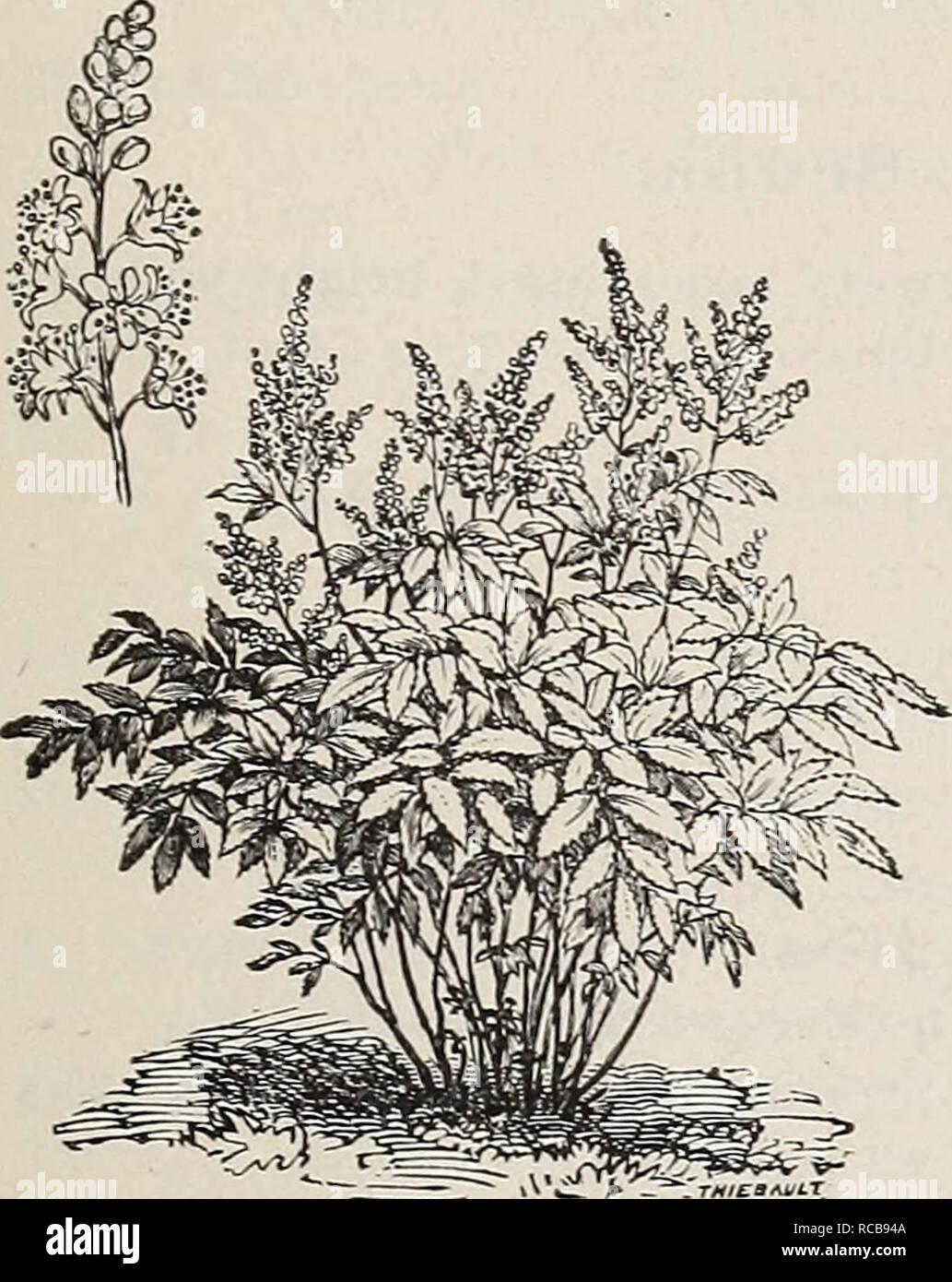 . Ellwanger &amp; Barry's general catalogue : Mount Hope nurseries. GENERAL CATALOGUE. 117 ASTILBE. Japan Spirsea. A. Japonica. Known generally as Spircea Japonica or Hoteia Japonica. A handsome plant, with small, pure white flowers, in large, branching panicles. Blooms in May, in the open air, but is cultivated chiefly for forcing in winter. 30c. var. grandiflora. (New.) Compared with the type, the individual flowers are much more numerous, and the flower spikes are larger, borne more freely and are more compact. See cut. 50c. AUBRETIA. Purple Rock-Cress. Valuable rock-plants. A. deltoidea. O Stock Photo