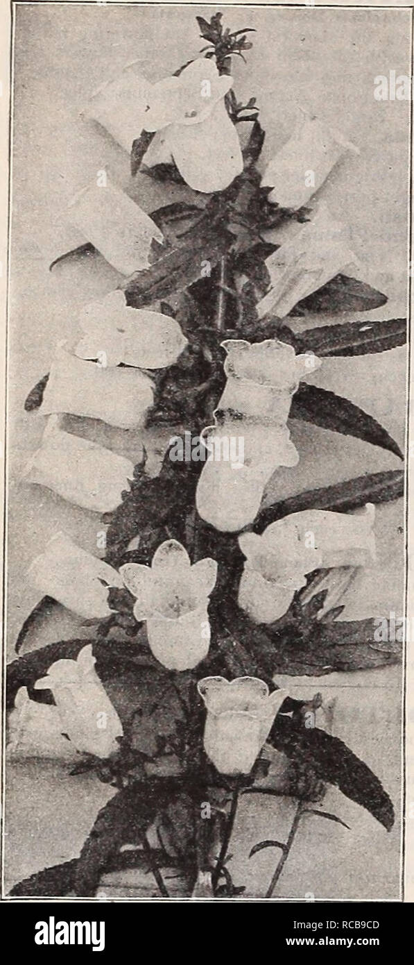 . Dreer's autumn catalogue 1911. Bulbs (Plants) Catalogs; Flowers Seeds Catalogs; Gardening Equipment and supplies Catalogs; Nurseries (Horticulture) Catalogs; Fruit Seeds Catalogs; Vegetables Seeds Catalogs. CAL,LIRIIO£ Poppy Mallow . Involucrata. An elegant trailing plant, with large saucer-shaped flowers of ro^y-crimson, with white centres, all summer and fall. Lineariloba, Delicate light rose-colored flowers all summer. 15 cts. each; SI.50 per doz. CARYOPTERIS. Mastacanthus {Blue Spiraa). A handsome perennial, producing rich, lavender-blue flowers from early in September until frost; 3 fee Stock Photo