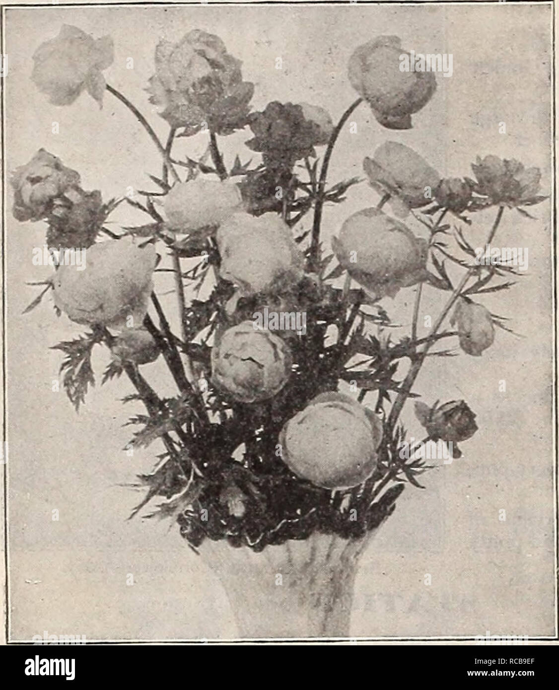 . Dreer's autumn catalogue of bulbs plants seeds etc. for autumn planting 1909. Bulbs (Plants) Catalogs; Flowers Seeds Catalogs; Gardening Equipment and supplies Catalogs; Nurseries (Horticulture) Catalogs; Fruit Seeds Catalogs; Vegetables Seeds Catalogs. 58 nr [HENRrADREER-PHIIAKLPHIA^^ HARDY PERENNIAL PLANTS. Amethystina. feet. VERONICA (Speedwell) Amethyst-blue flowers in July and Augnst ; 2 Trollius (Globe Flower). TROLLIlTS (Globe Flower). Popular hardy perennials, flowering freely from May until August ; 2 to 2i ft, Europaeus. Large, bright yellow, globular flowers, 2 inches in diameter. Stock Photo