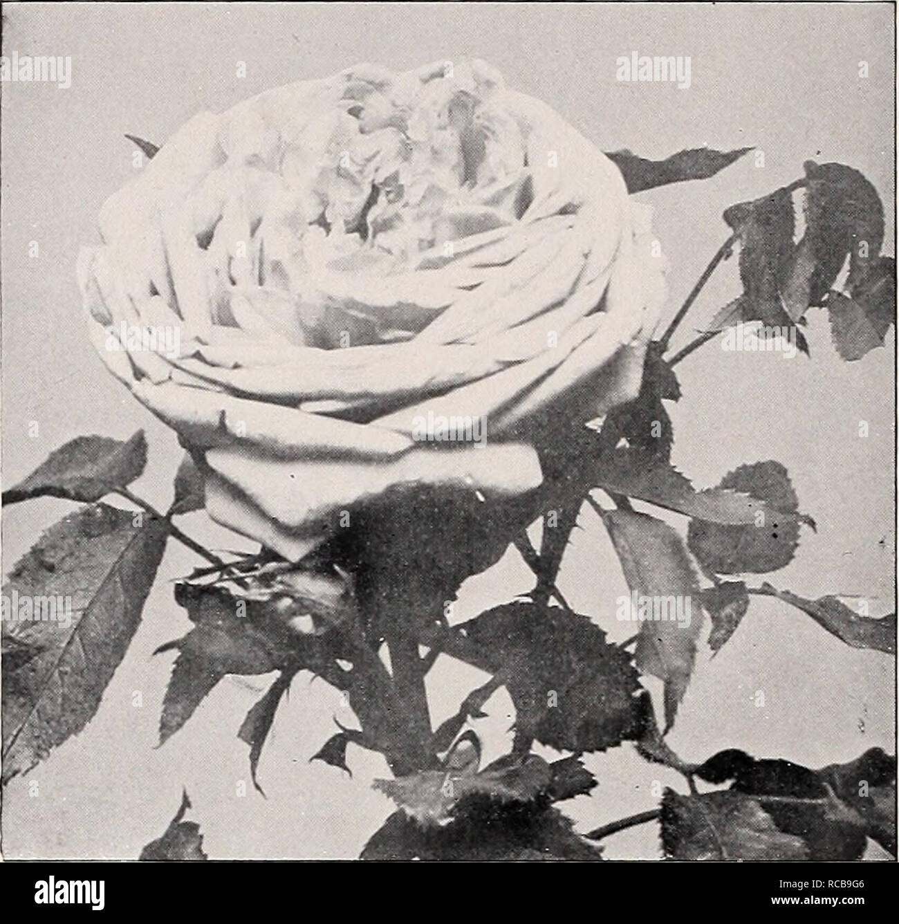 . Ellwanger & Barry Mount Hope nurseries. 126 ELLWANGER &= BARRY'S