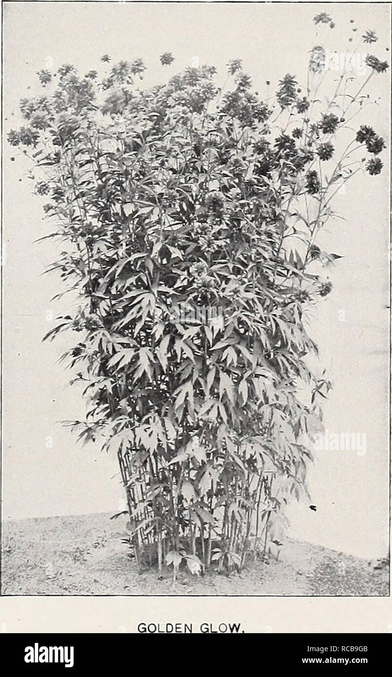 . Ellwanger &amp; Barry : Mount Hope nurseries. GENERAL CATALOGUE. 115 PYRETHRUM. A most valuable class of hardy plants. Flowers of good size and form, double like an aster ; very useful for bouquets or cut flowers. The plants make showy specimens in the garden. May or June. FINE NAMED VARIETIES, 50 Cents Each. RANUNCULUS. Buttercup. These are among the best of early spring flowers, being very effective. R. amplexicaulis. Flowers snowy white; 6 to 9 inches. April and May. 25c. R. aconitifolius luteo pleno. Double orange yellow Crowfoot; 2 feet. May and June. 25c. R. bulbosus. Yellow; double; h Stock Photo