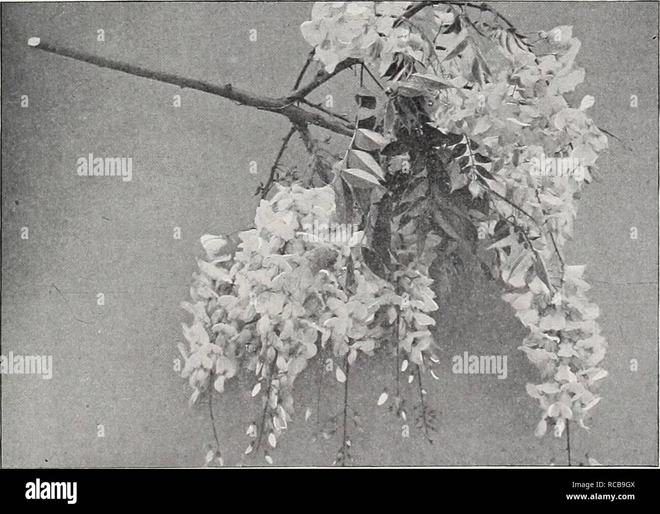 . Ellwanger &amp; Barry : Mount Hope nurseries. GENERAL CATALOGUE. 95 PERIPLOCA. Silk Vine. Schlinge, Ger. P. Graeca. Native of Southern Europe. A rapid-growing beautiful climber. Will twine around a tree or other support to the height of 30 or 40 feet. Fol- iage glossy, and purple brown axillary clusters of flowers. 35c. TECOMA. Trumpet Flower. Jasmintrompete, Ger. Bignone, Fr. T. radicans. American Climbing Trumpet Creeper A splendid, hardy, climbing plant, with large, trumpet-shaped scarlet flowrers in August. 35c. var. grandiflora. Large-flowered Trumpet Creeper. A rare and beautiful varie Stock Photo