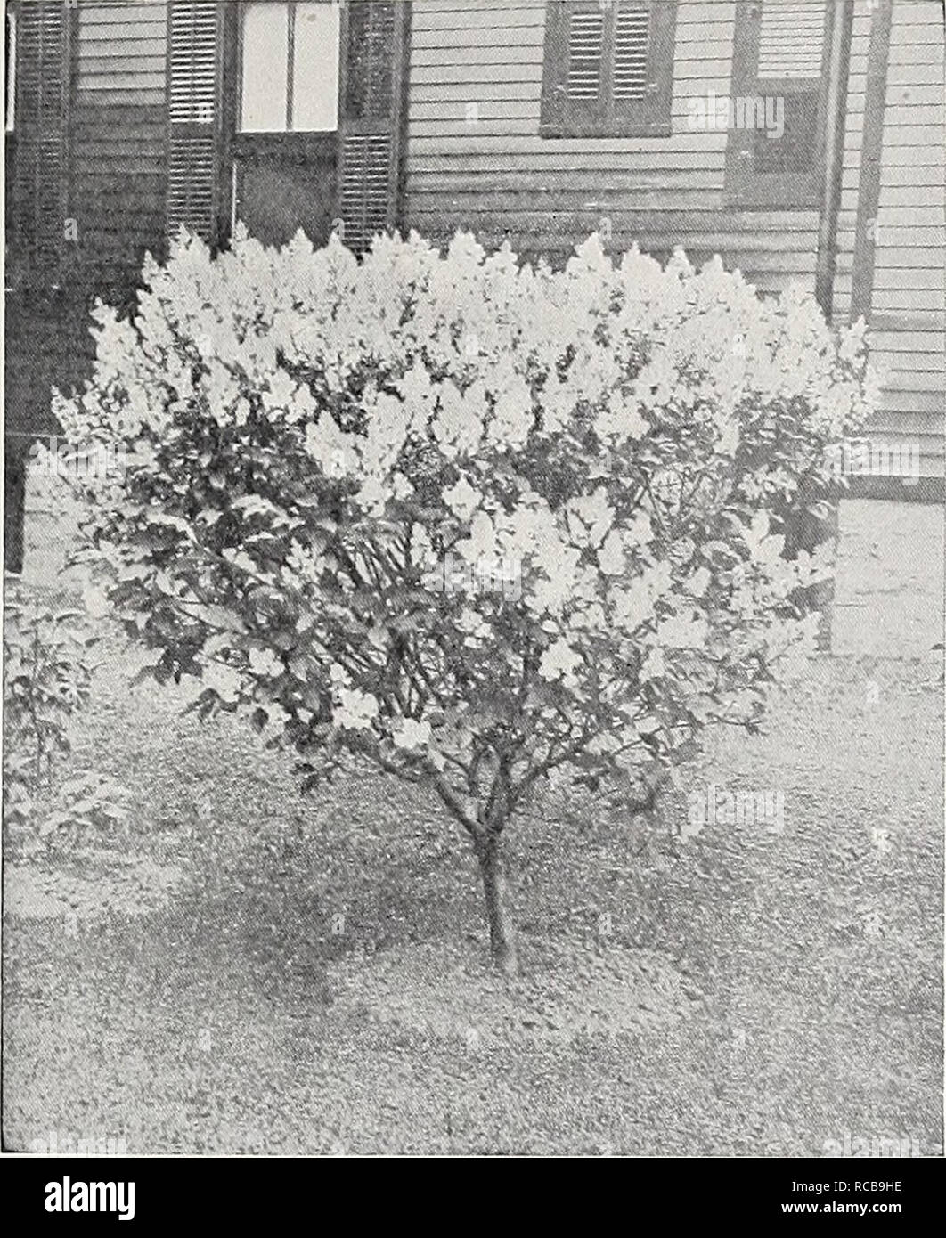 . Ellwanger &amp; Barry : Mount Hope nurseries. GENERAL CATALOGUE. 85 Spiraea rotundifolia alba. D. Leaves roundish; flowers white. A dis- tinct variety. 35c. S. salicifolia. Willow-leaved Spiraea. D. Long, narrow, pointed leaves, and rose-colored flowers in June and July. 35c. S. sorbifolia. Sorb-leaved Spiraea. D. A vigorous species, with leaves like those of the Mountain Ash, and long, elegant spikes of white flowers in July. 35c. S. Thunbergii. Thunberg's Spiraea. D. Of dwarf habit and rounded, graceful form ; branches slender and somewhat drooping; foliage narrow and yellowish green ; flo Stock Photo