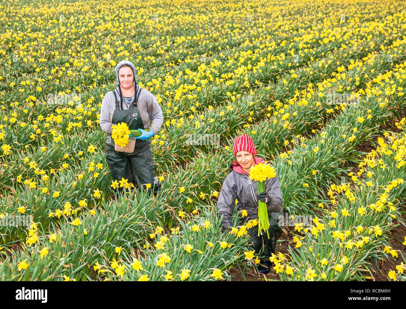 Bandon, Cork, Ireland. 15th January, 2019. Ileana Bledea and Maria Groza picking Daffodils at the West Cork Daffodil farm outside Bandon, Co. Cork. Stock Photo