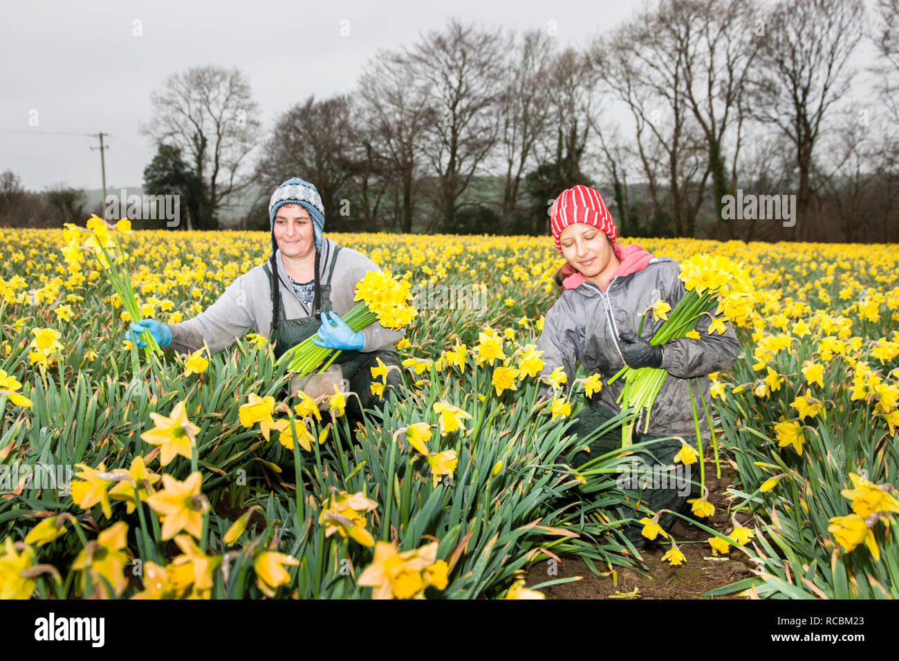 Bandon, Cork, Ireland. 15th January, 2019. Ileana Bledea and Maria Groza picking Daffodils at the West Cork Daffodil farm outside Bandon, Co. Cork. Stock Photo