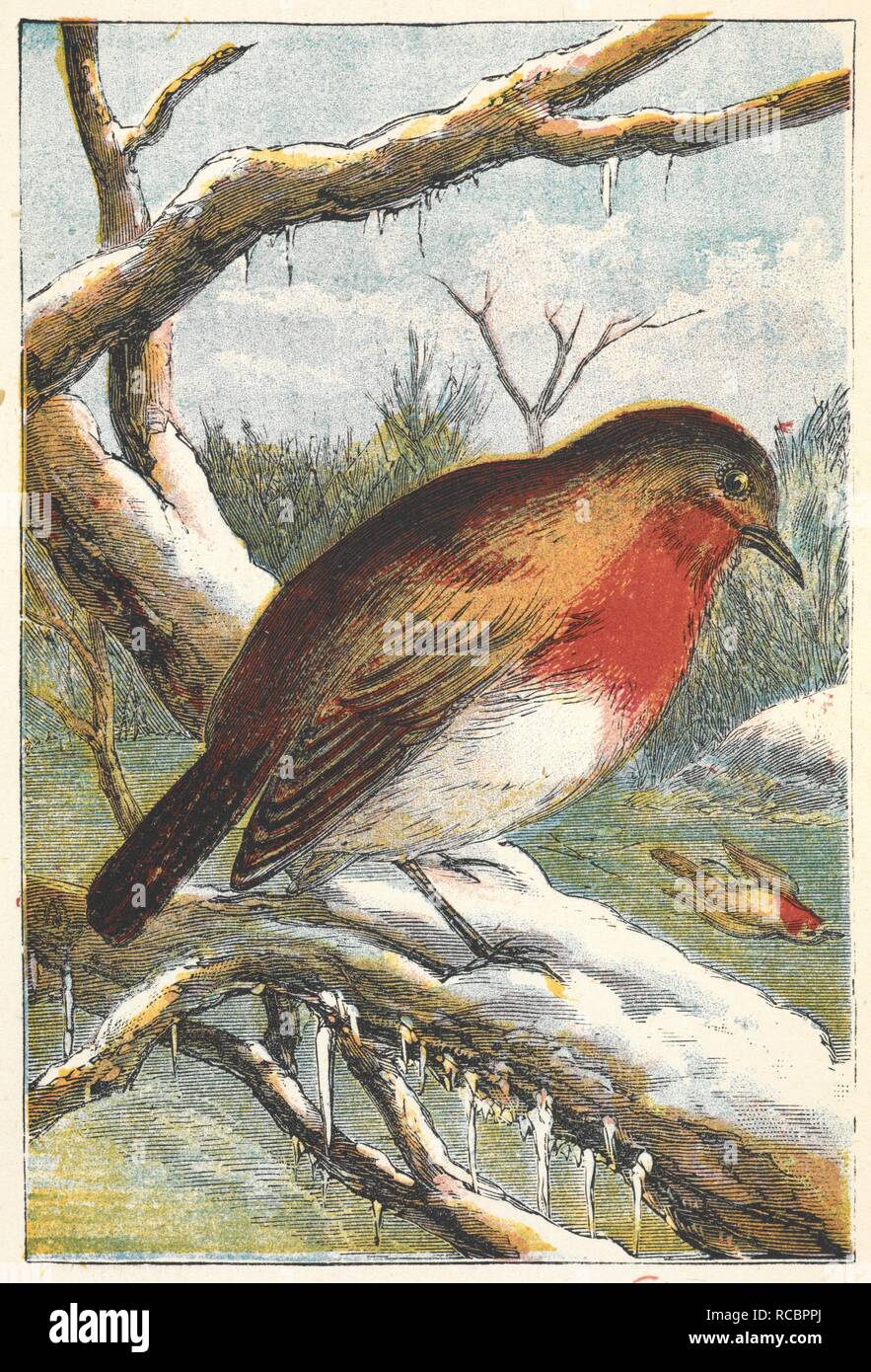 A robin in winter on a snowy branch. The Robin Redbreast Picture Book. With ... illustrations. London ; New York, [1873]. Source: 12803.aaa.62. plate 6. Author: ANON. Stock Photo