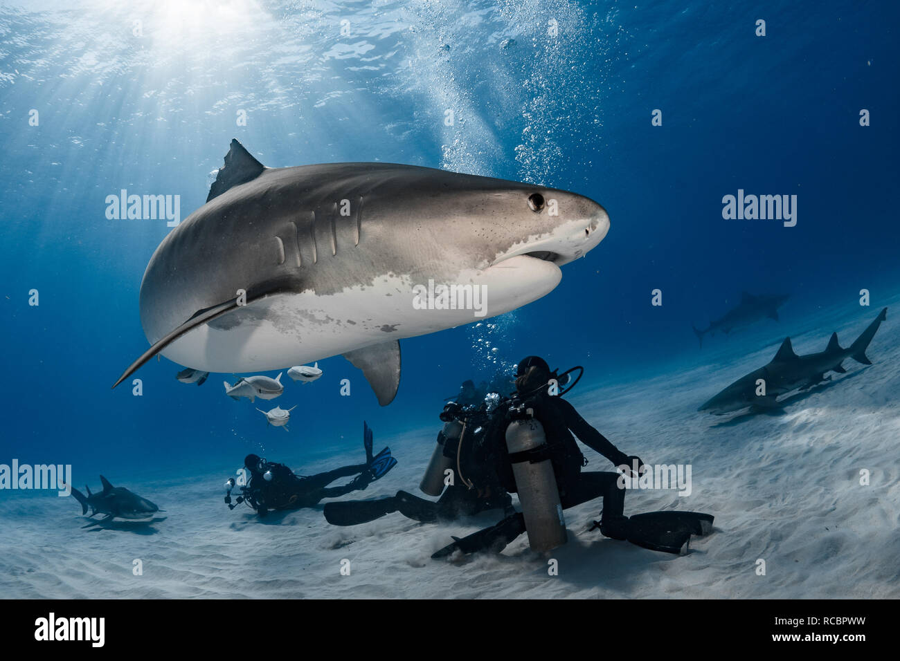 Tiger shark and divers Stock Photo
