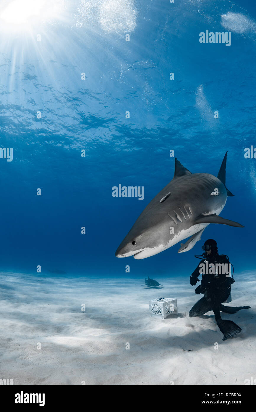 There's nothing quite like having a tiger shark swim just over your head! Stock Photo