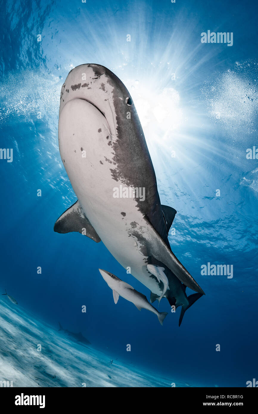A tiger shark swims overhead Stock Photo
