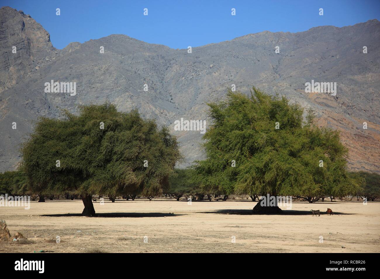 Landscape of Wadi Sal al-A'la, acacia woodland, in the Omani enclave of Musandam, Oman, Middle East, Asia Stock Photo