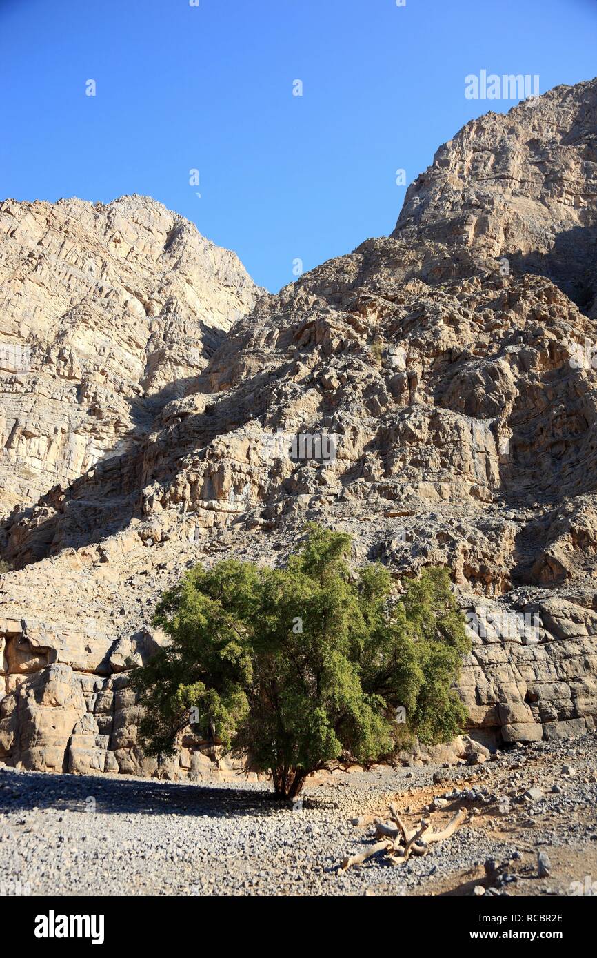 Tree from the Laurel family in the landscape in the Jebel Harim region, in the Omani enclave of Musandam, Oman, Middle East Stock Photo