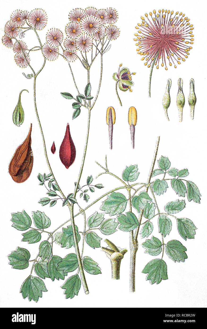 Greater meadow-rue, columbine meadow-rue (Thalictrum aquilegiifolium), medicinal plant, crop plant, chromolithography Stock Photo