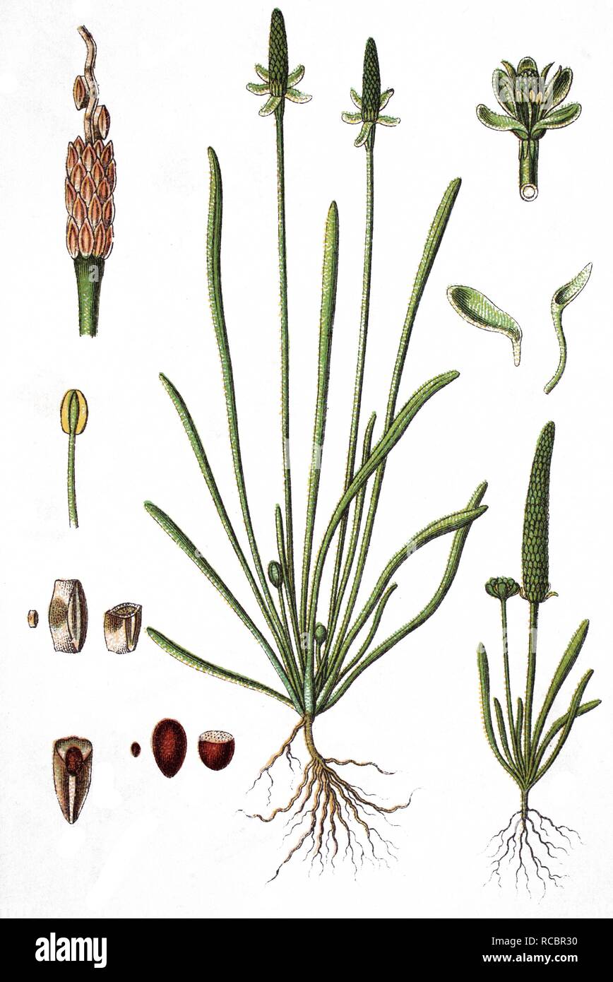 Tiny mousetail (Myosurus minimus), medicinal plant, crop plant, chromolithography, about 1870 Stock Photo