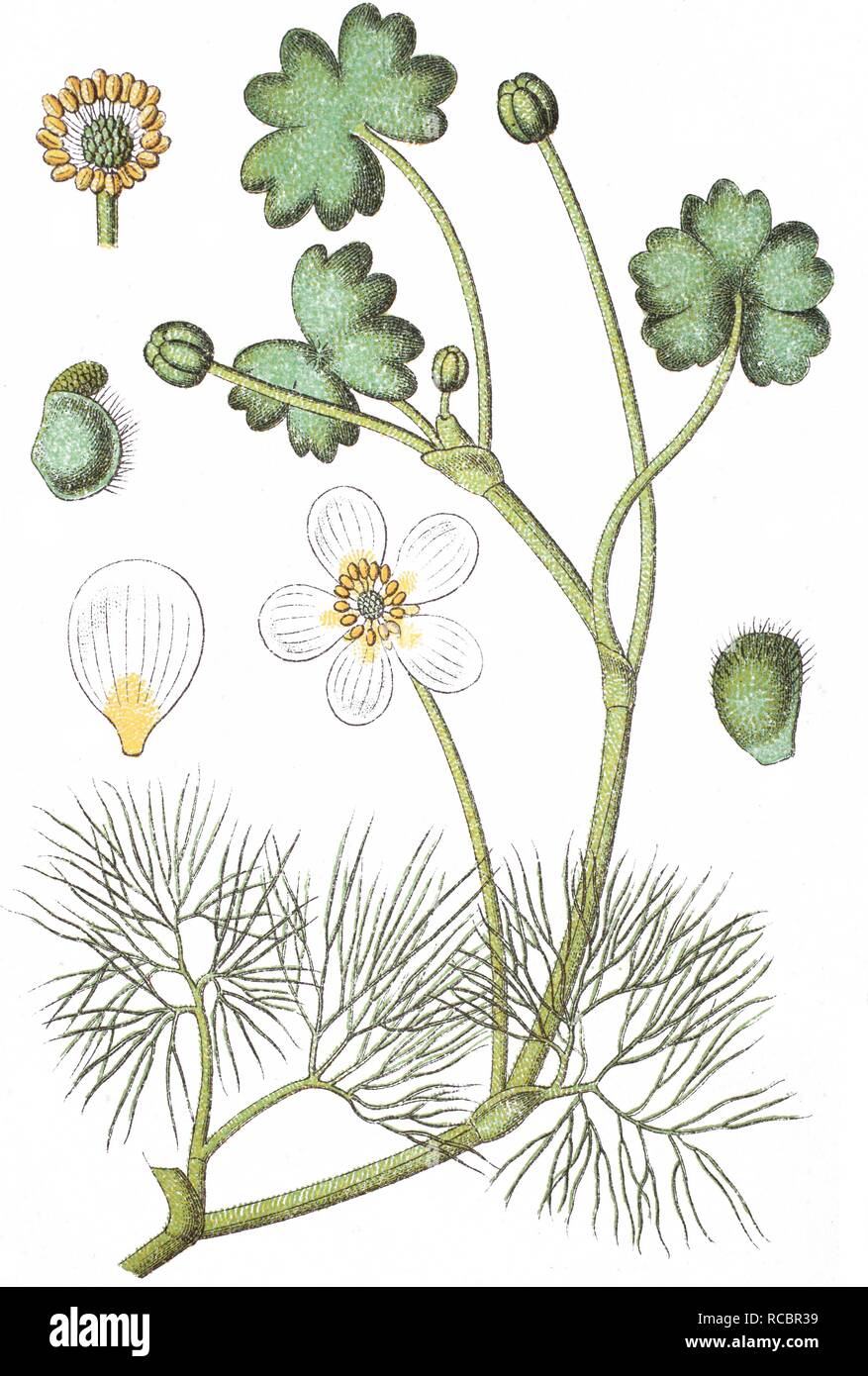 Pond water crowfoot (Ranunculus hybridus peltatus), medicinal plant, crop plant, chromolithography, about 1870 Stock Photo