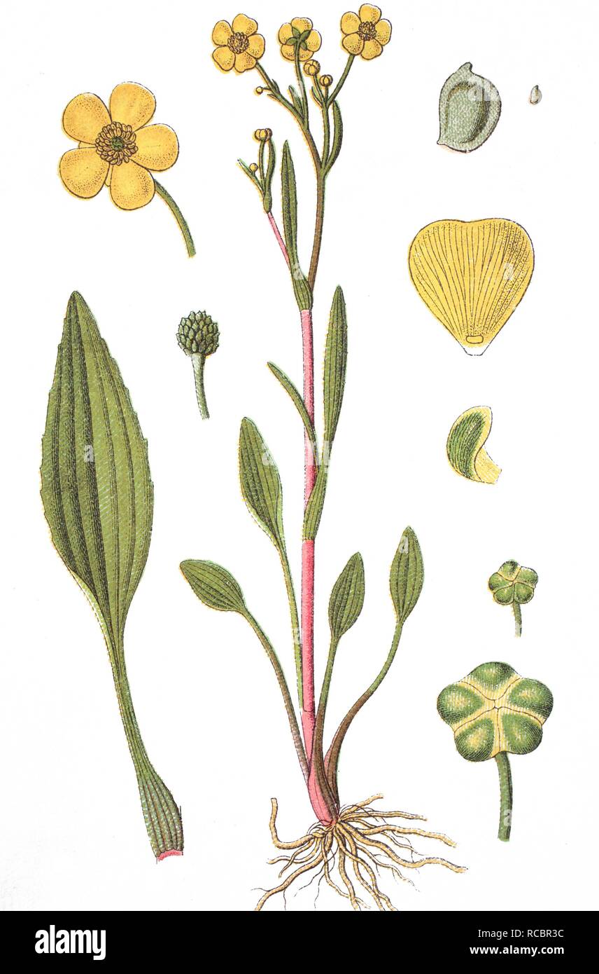 Lesser spearwort (Ranunculus flammula), medicinal plant, crop plant, chromolithography, about 1870 Stock Photo