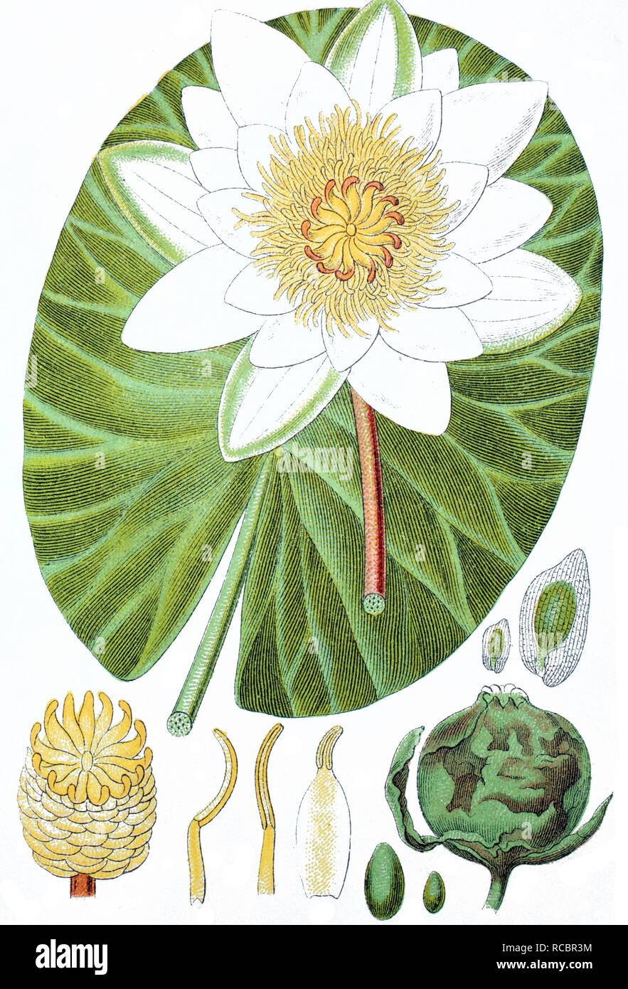 Waterlily (Nymphaea polystigma), medicinal plant, crop plant, chromolithography, about 1870 Stock Photo