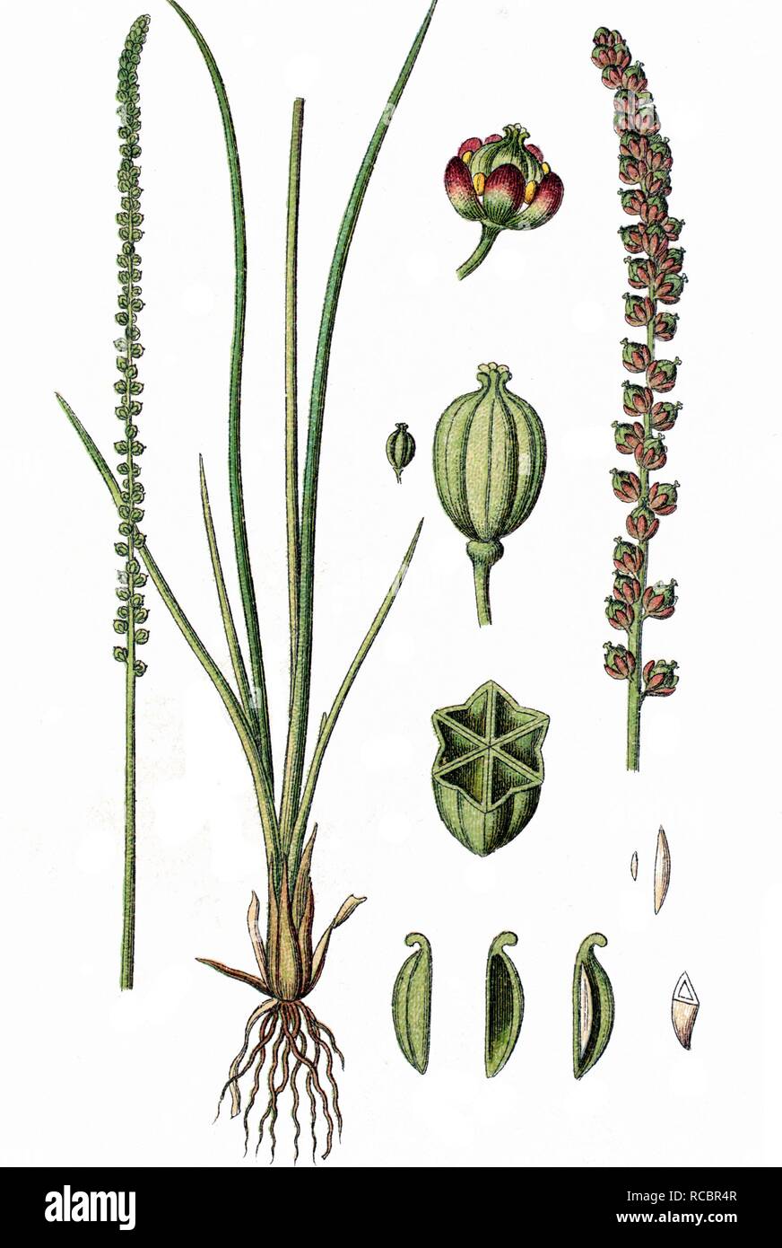 Sea arrowgrass (Triglochin maritima), medicinal plant, crop plant, chromolithography, about 1870 Stock Photo