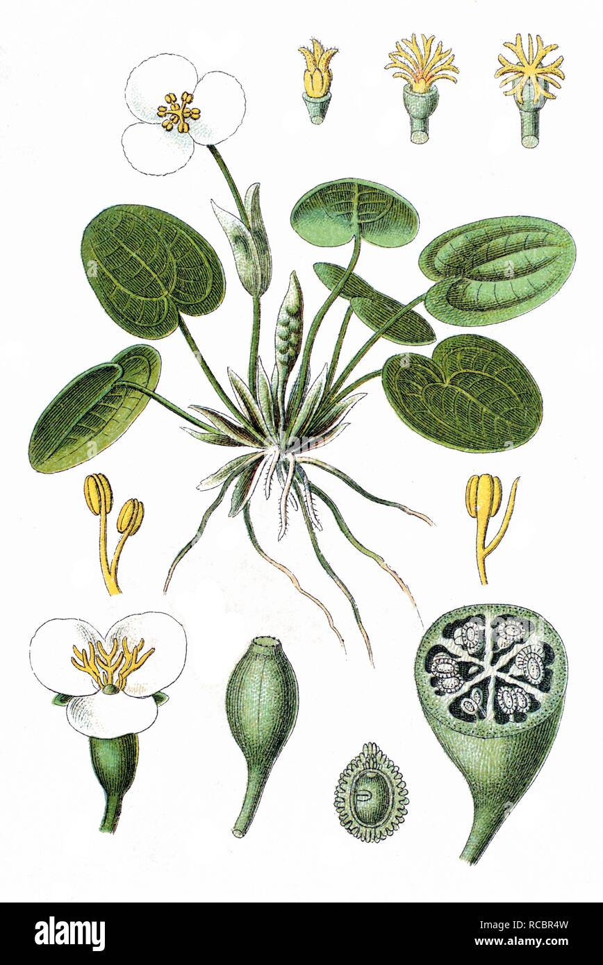 Frogbit (Hydrocharis morsus-ranae), medicinal plant, crop plant, chromolithography, about 1870 Stock Photo