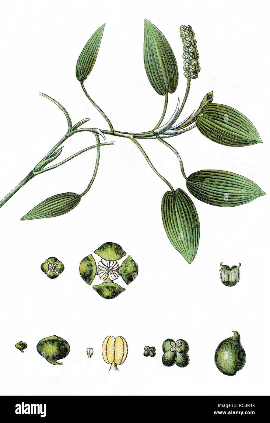 Broad-leaved pondweed, floating pondweed (Potamogeton natans), medicinal plant, crop plant, chromolithography, about 1870 Stock Photo