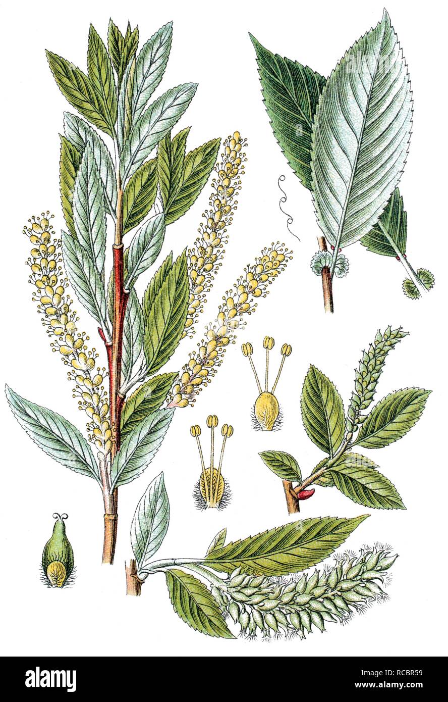 Almond willow (Salix triandra), medicinal plant, crop plant, chromolithography, about 1870 Stock Photo