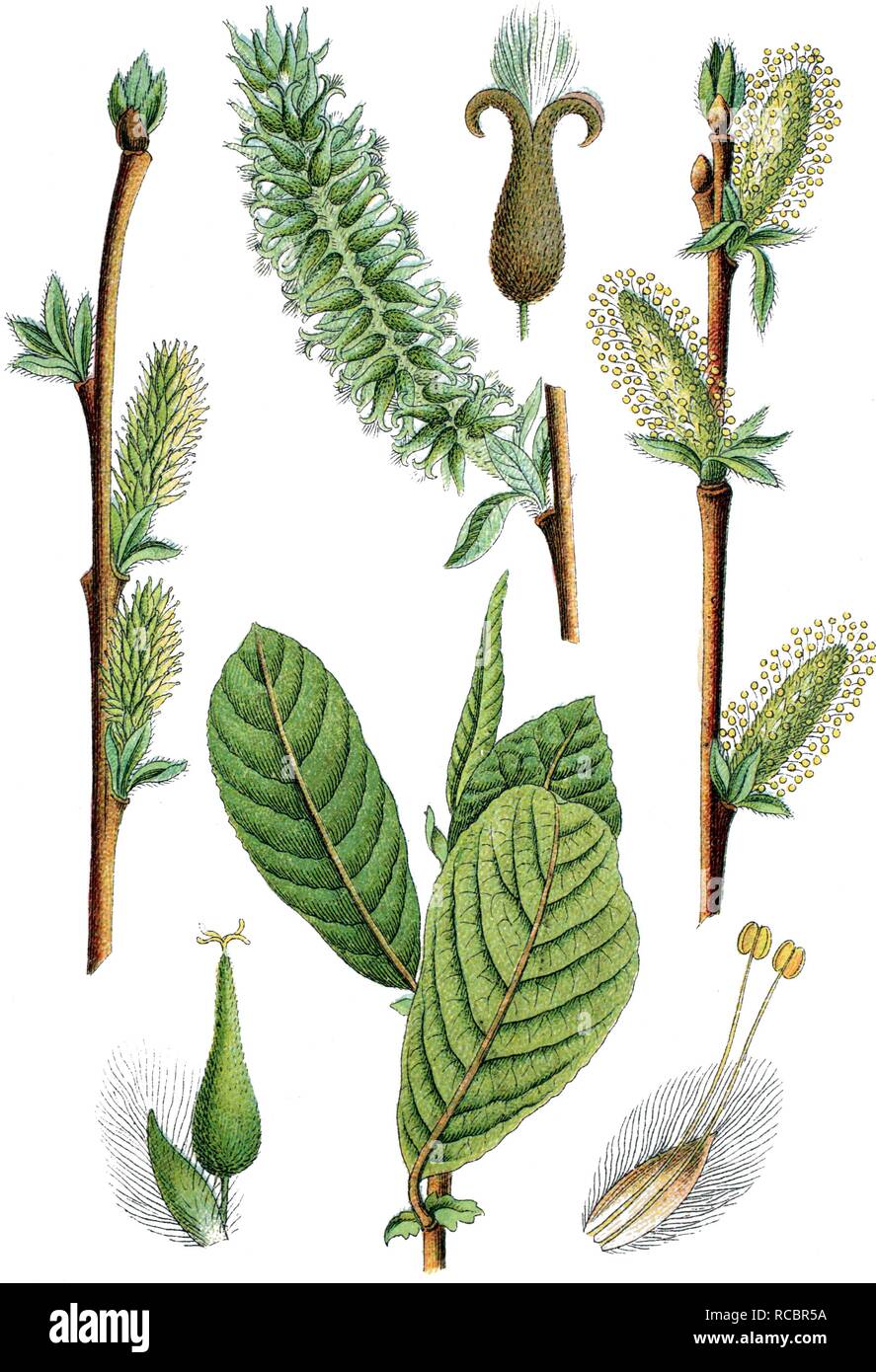 Eared willow (Salix aurita), medicinal plant, crop plant, chromolithography, about 1870 Stock Photo