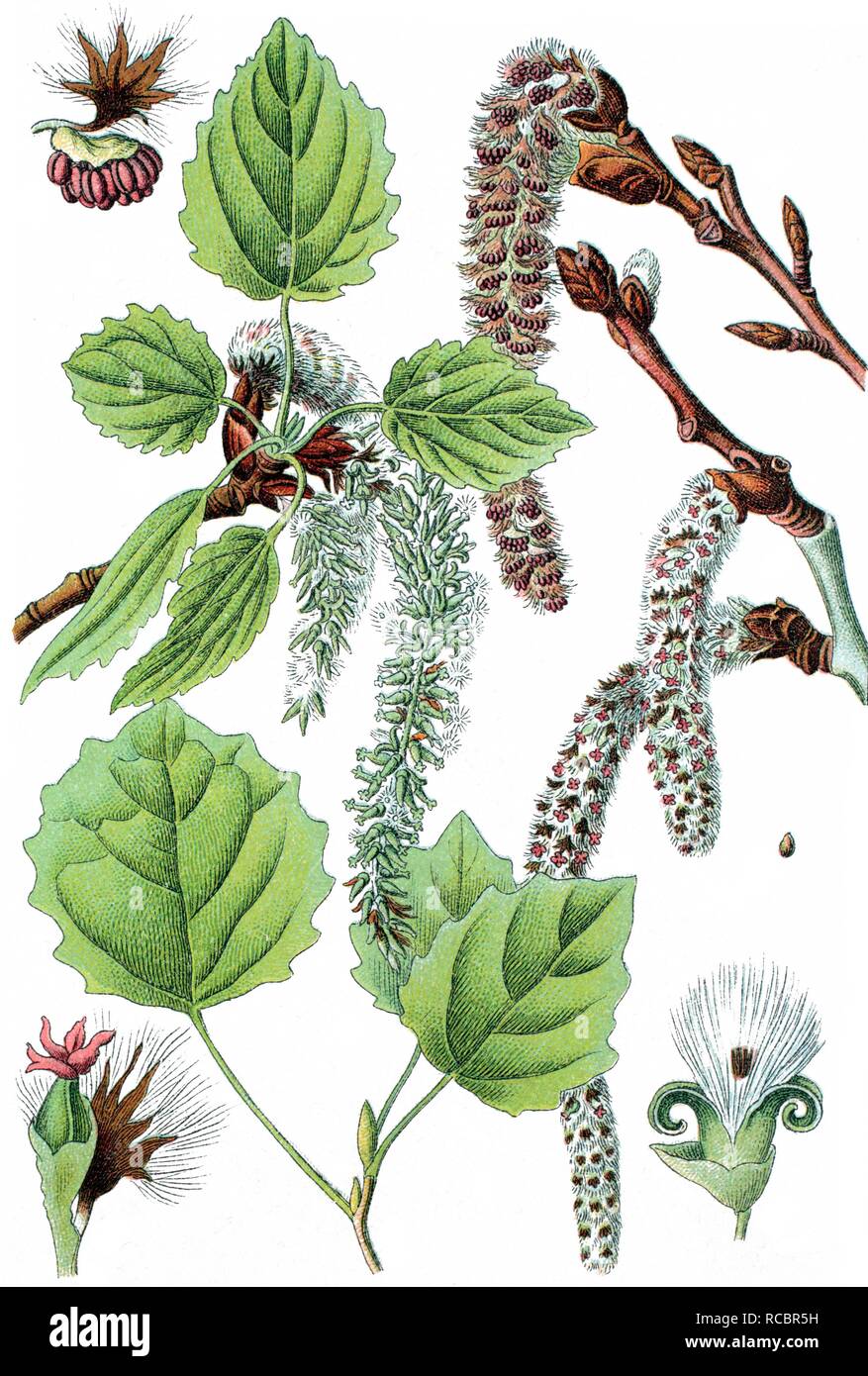Common aspen, Eurasian aspen (Populus tremula), medicinal plant, crop plant, chromolithography, about 1870 Stock Photo