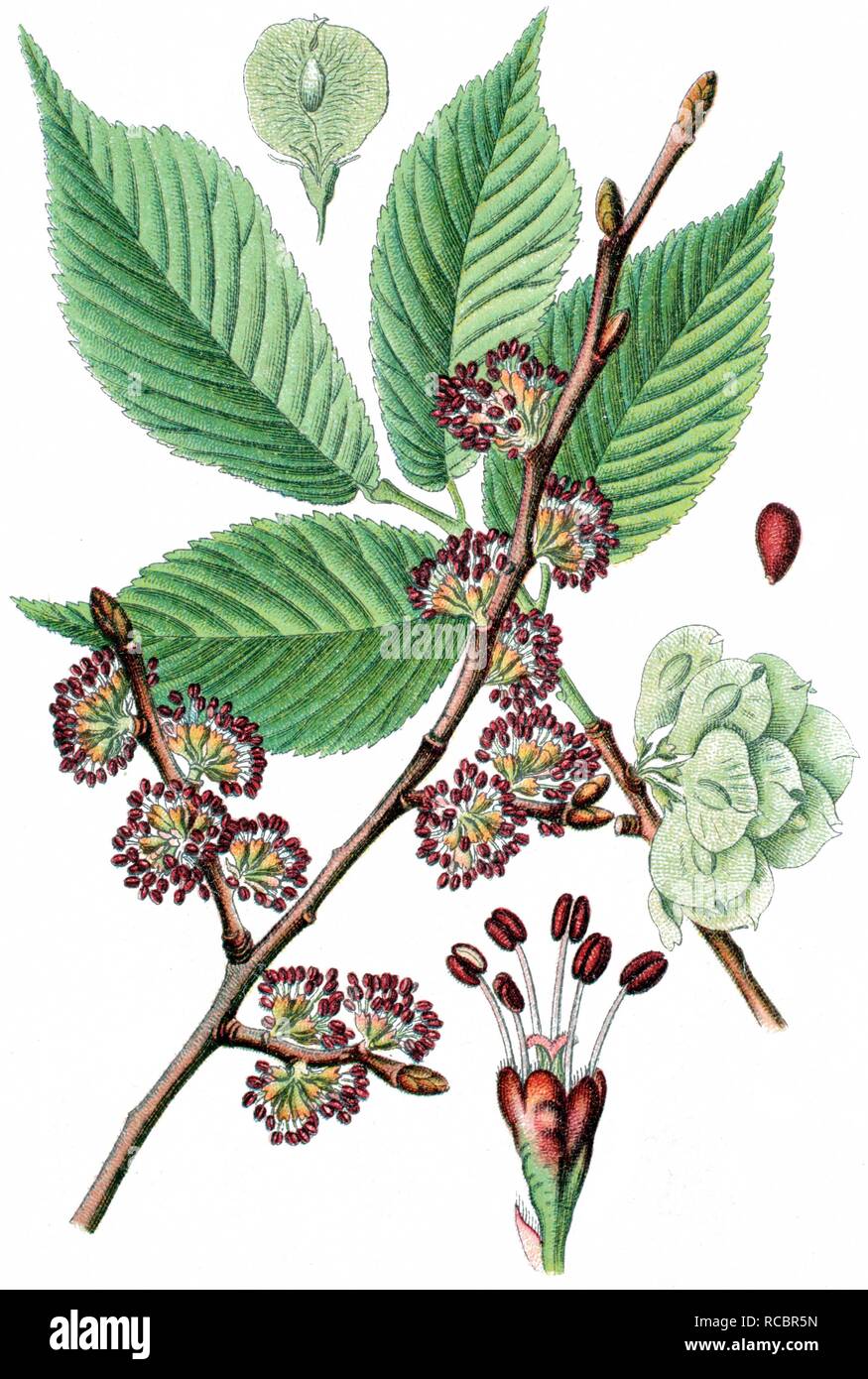 Elm (Ulmus campestris), medicinal plant, crop plant, chromolithography, about 1870 Stock Photo