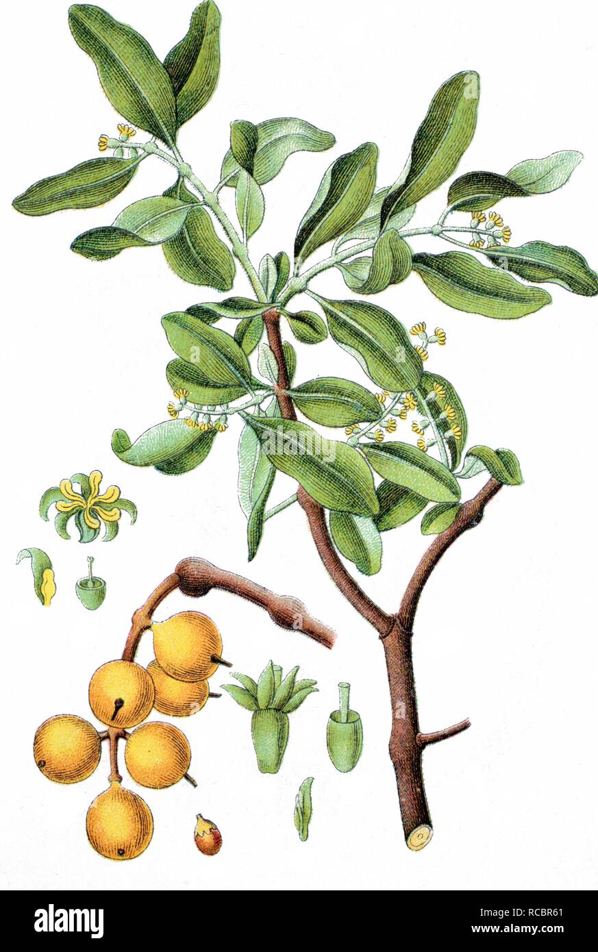 Yellow Mistletoe (Loranthus europaeus), medicinal plant, useful plant, chromolithography, circa 1870 Stock Photo