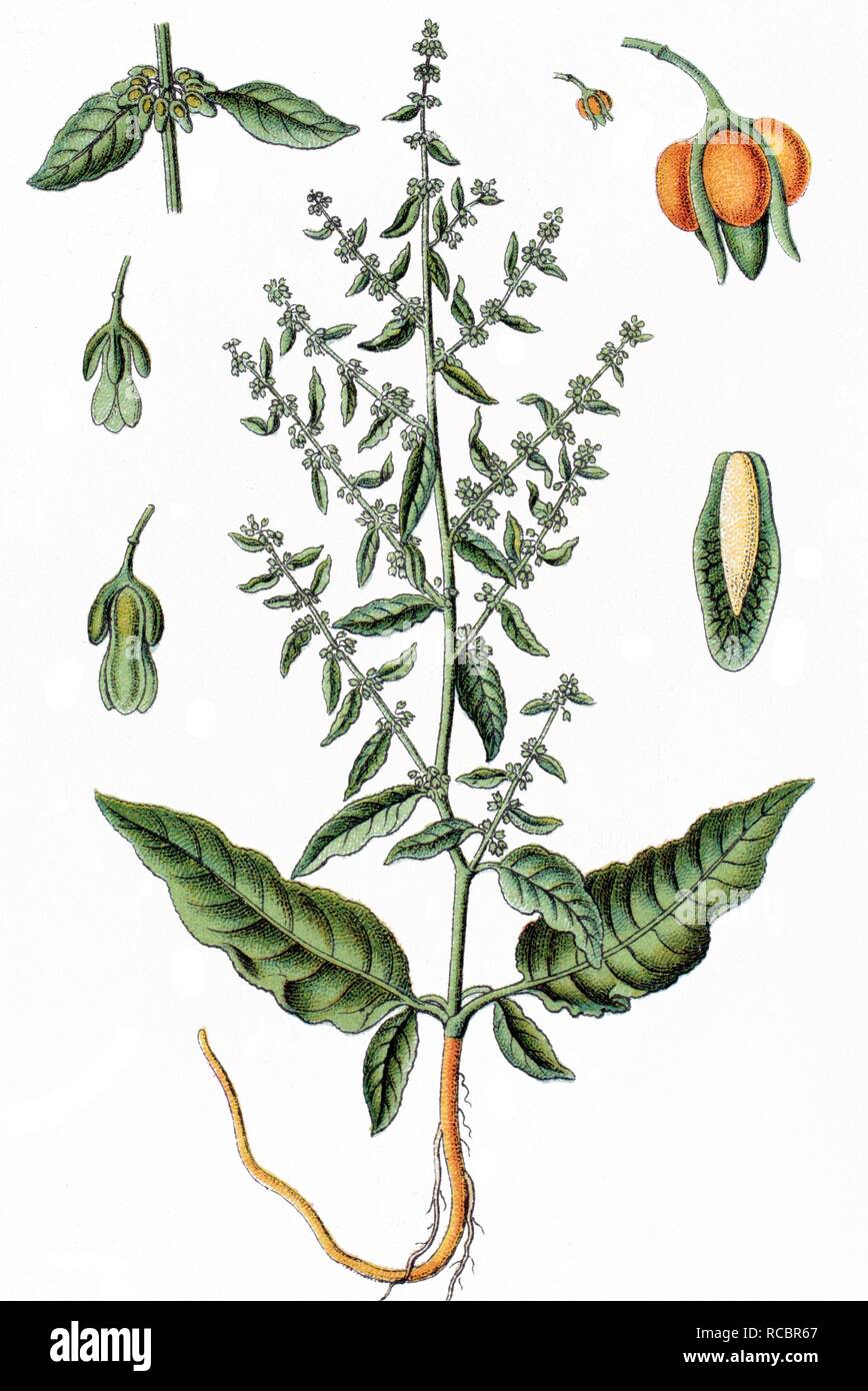 Sharp Dock or Clustered Dock (Rumex conglomeratus), medicinal plant, useful plant, chromolithography, circa 1870 Stock Photo
