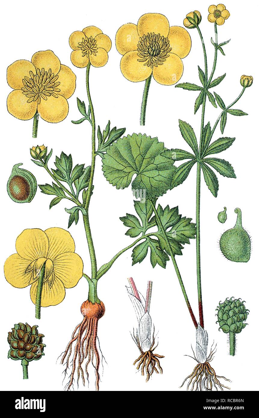 St Anthony's Turnip or Bulbous Buttercup (Ranunculus bulbosus), left, and Kashubian Buttercup (Ranunculus cassubicus), right Stock Photo