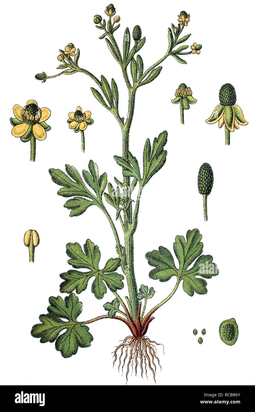 Cursed Buttercup (Ranunculus sceleratus), medicinal plant, useful plant, chromolithograph, circa 1790 Stock Photo