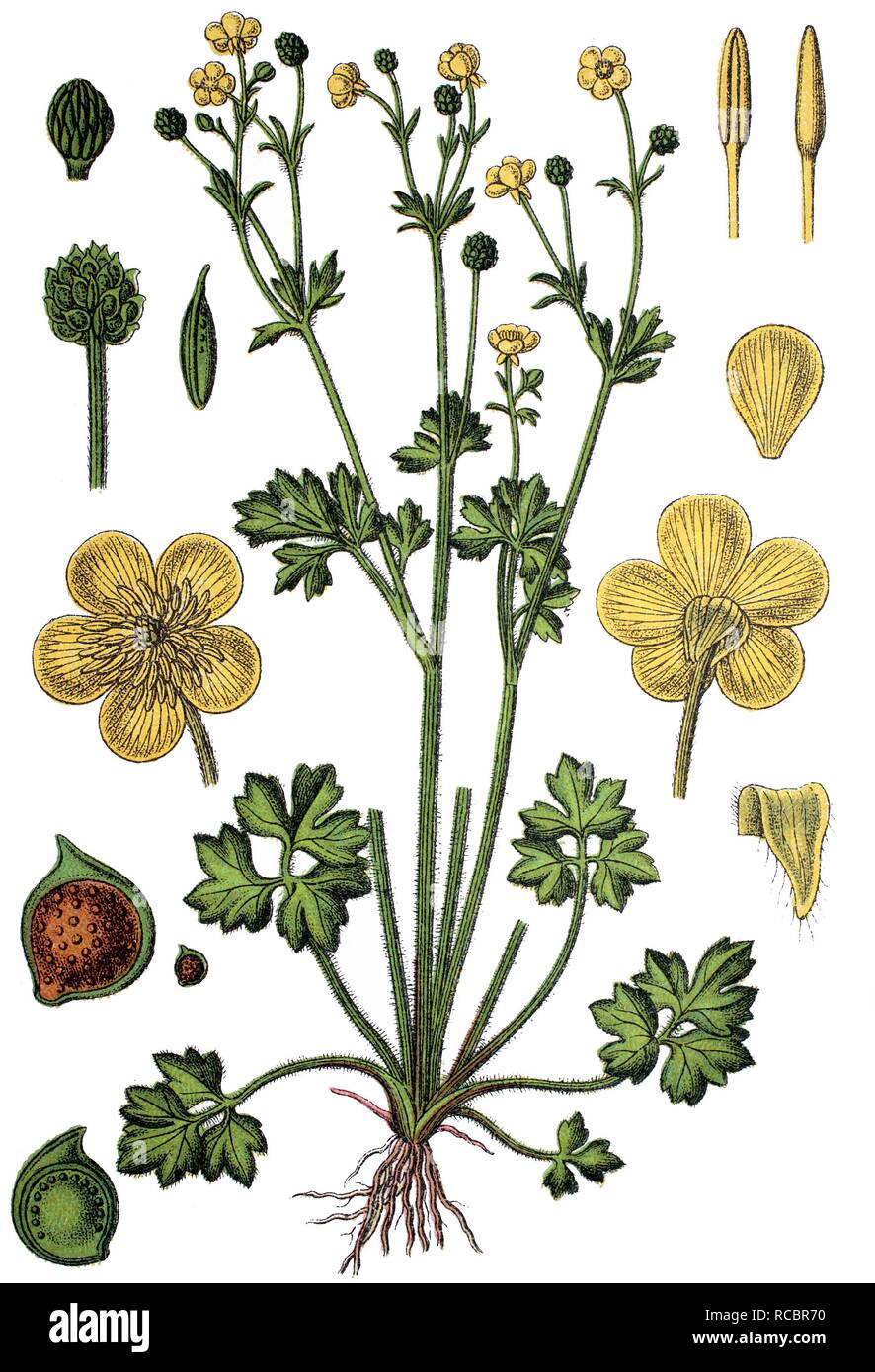 Pasture buttercup (Ranunculus hybridus Philonotis), medicinal plant, useful plant, chromolithograph, circa 1790 Stock Photo