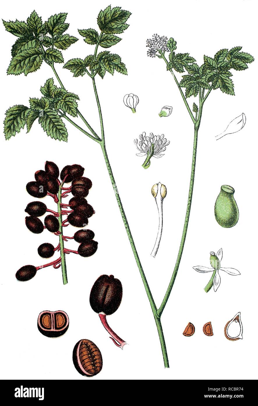 Eurasian Baneberry or Herb Christopher (Actaea spicata L.), medicinal plant, useful plant, chromolithograph, circa 1790 Stock Photo