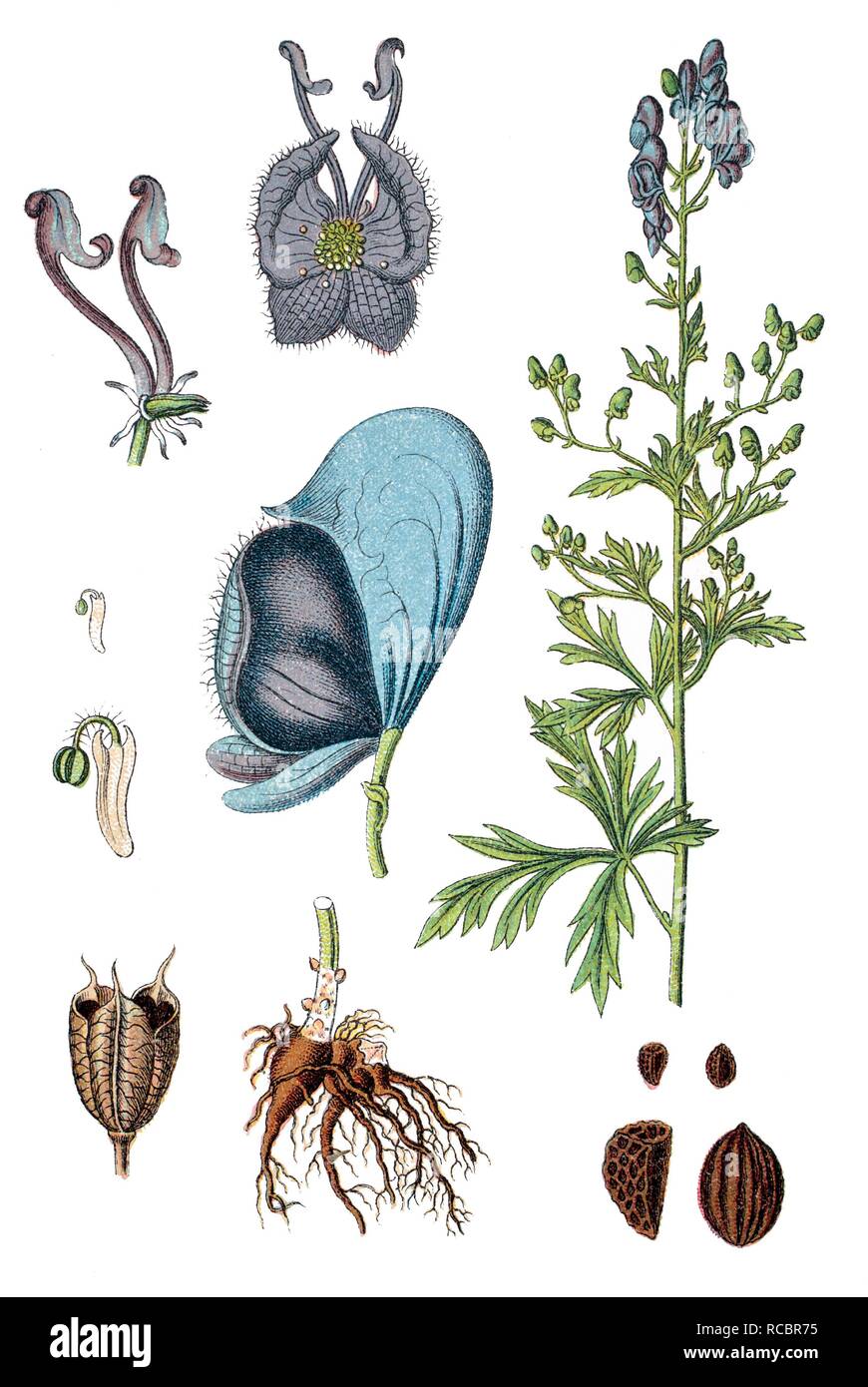 Monkshood or Wolf's Bane (Aconitum napellus), medicinal plant, useful plant, chromolithograph, circa 1790 Stock Photo