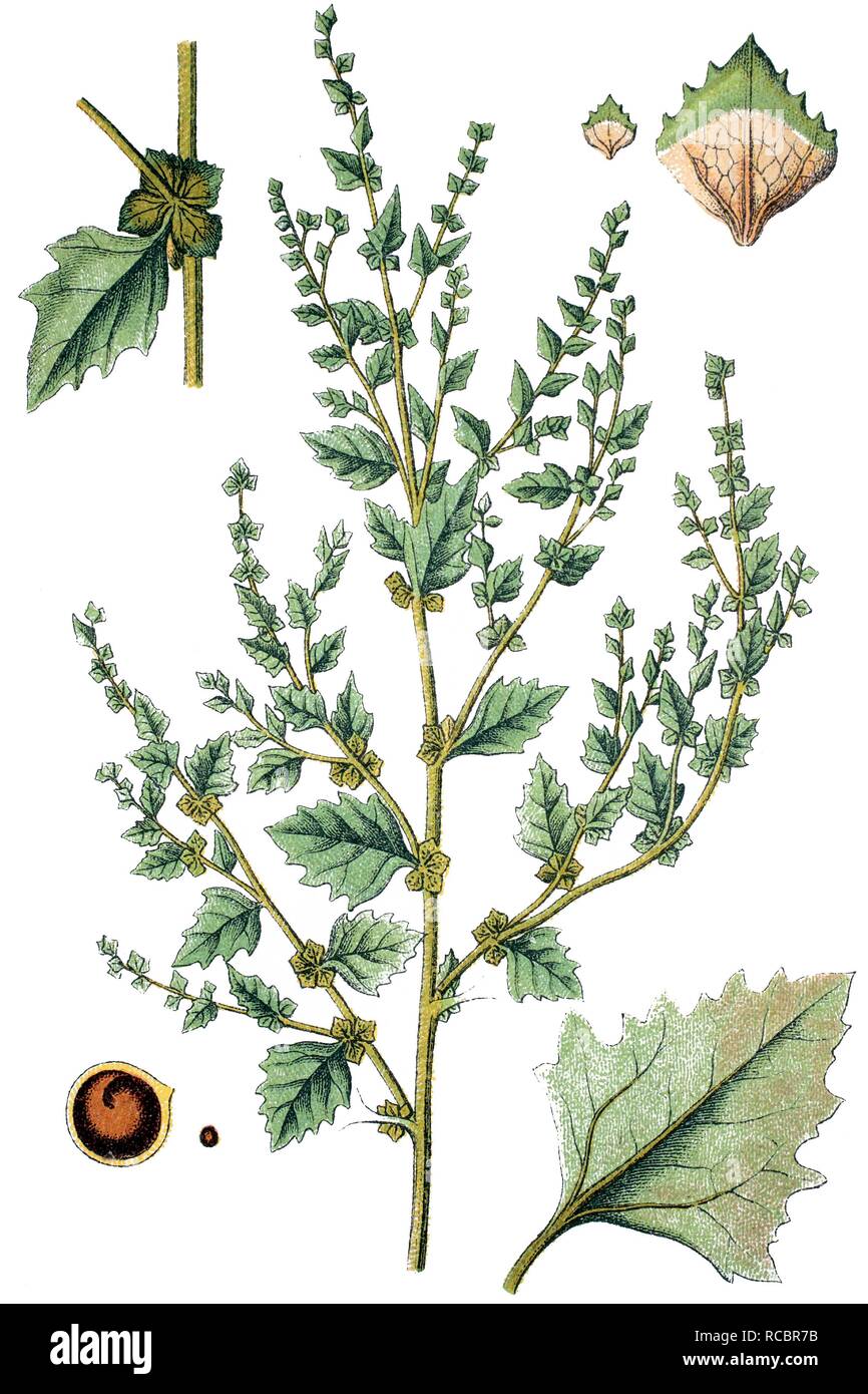 Nitens Hortense (Atriplex rosea), medicinal plant, useful plant, chromolithograph, circa 1790 Stock Photo