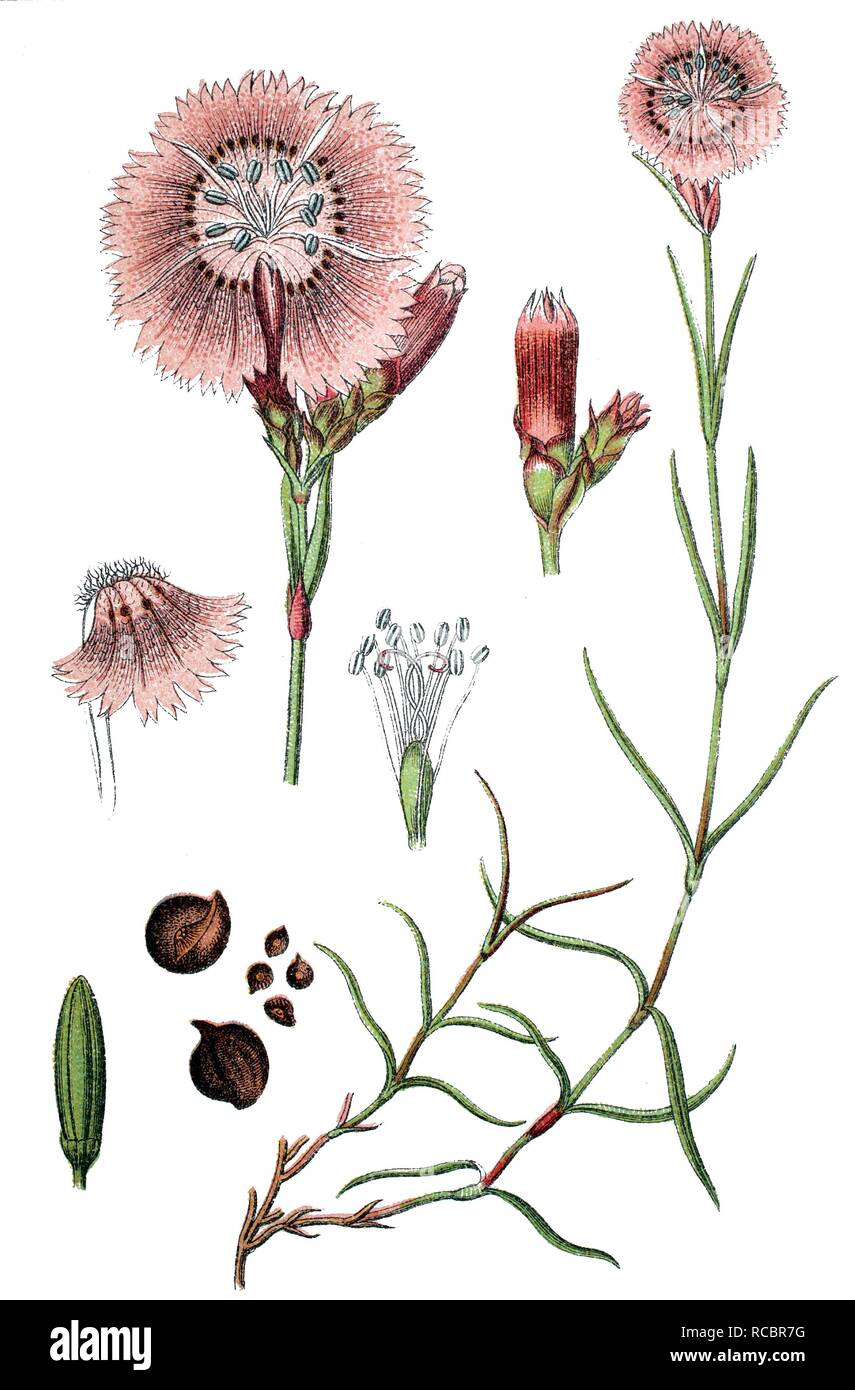 Sequier's Pink (Dianthus seguieri), medicinal plant, useful plant, chromolithograph, circa 1790 Stock Photo