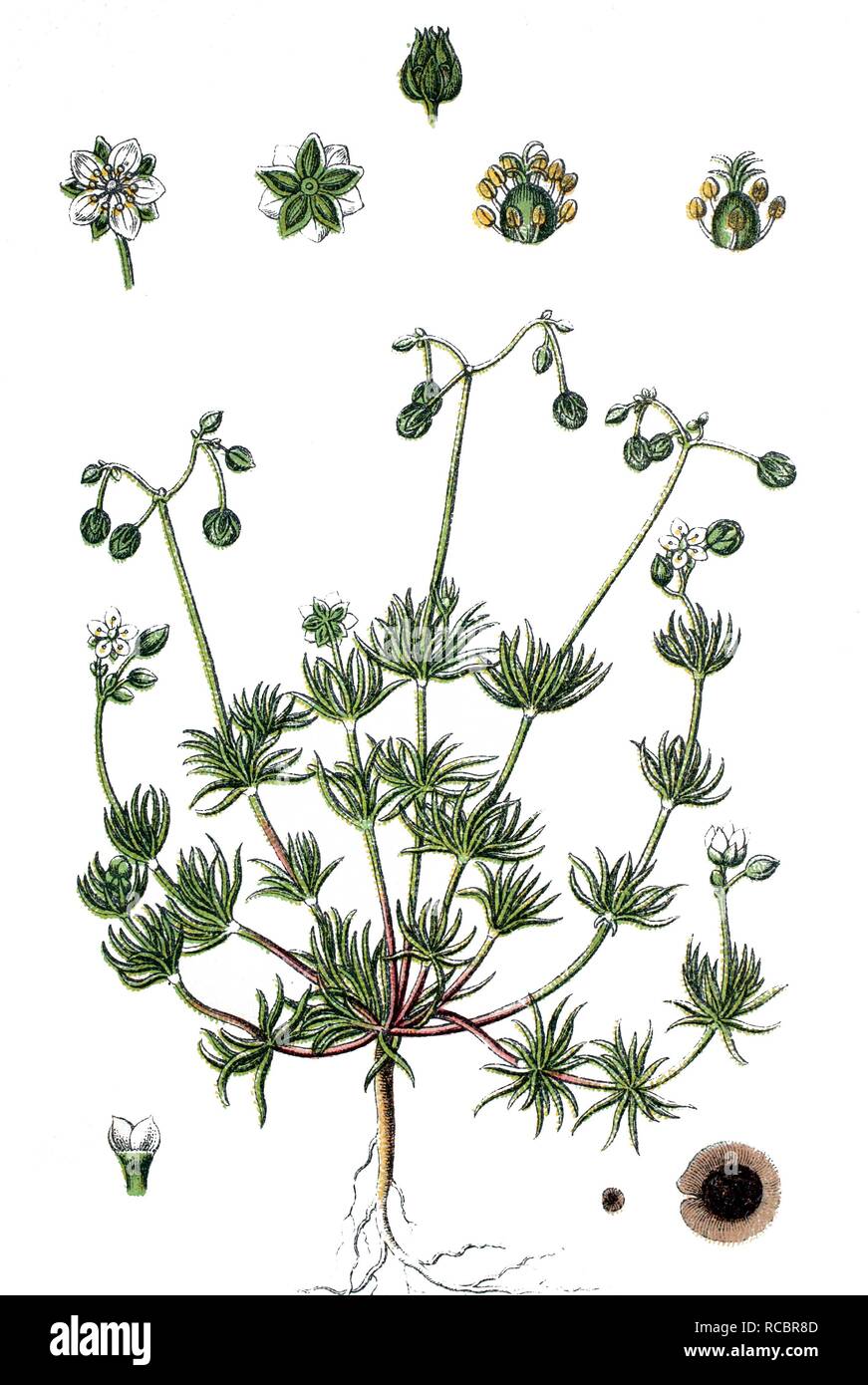 Morison's Spurry (Spergula morisonii), medicinal plant, useful plant, chromolithograph, circa 1790 Stock Photo