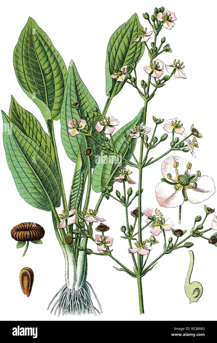 Common Water-plantain (Alisma plantago-aquatica), medicinal plant, useful plant, chromolithograph, circa 1790 Stock Photo