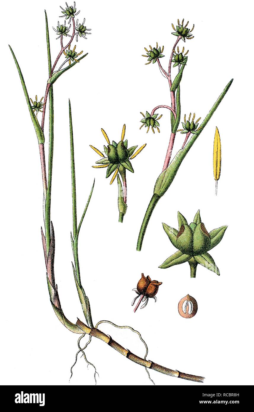 Rannoch-rush (Scheuchzeria palustris), medicinal plant, useful plant, chromolithograph, circa 1790 Stock Photo