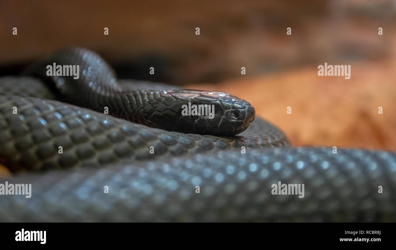 The inland taipan, also commonly known as the western taipan, the small-scaled snake, or the fierce snake. Is an extremely venomous snake. Stock Photo