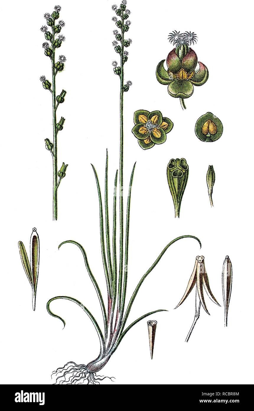 Marsh Arrowgrass (Triglochin palustris), medicinal plant, useful plant, chromolithograph, circa 1790 Stock Photo