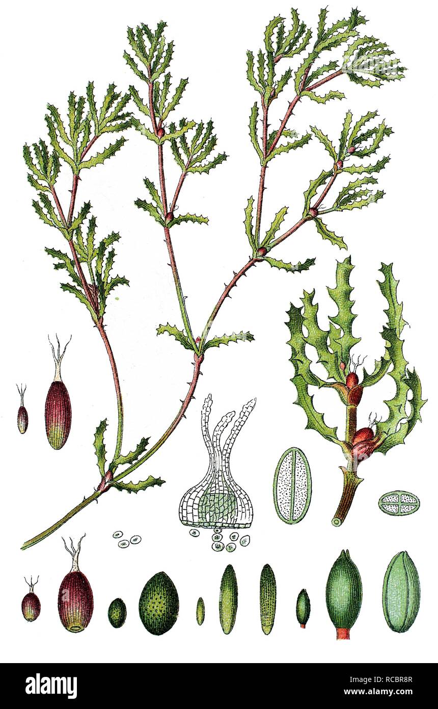 Spiny Naiad or Holly-leaved Water Nymph (Najas marina), medicinal plant, useful plant, chromolithograph, circa 1790 Stock Photo