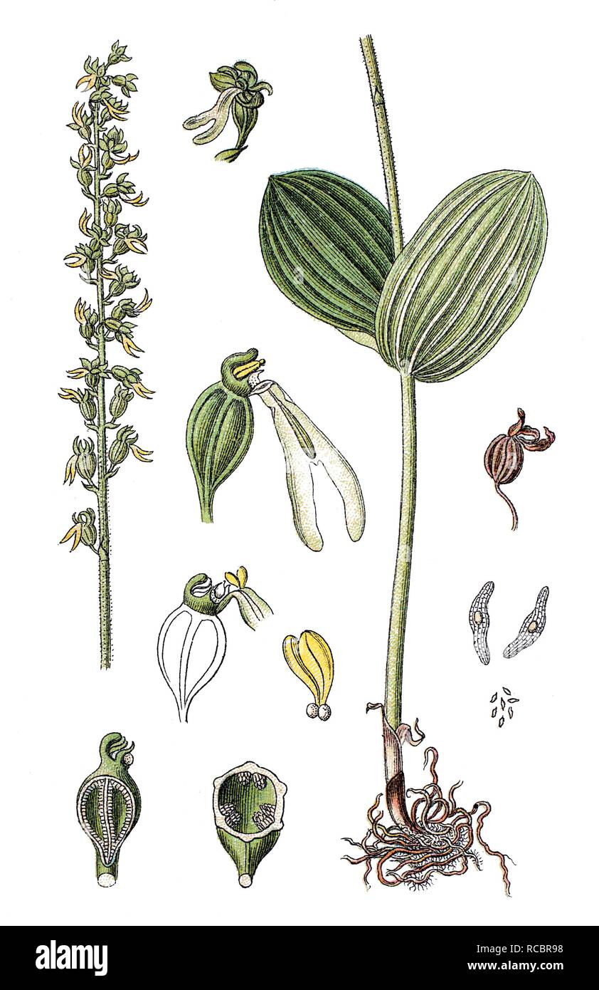 European Common Twayblade (Listera ovata), medicinal plant, useful plant, chromolithograph, circa 1790 Stock Photo