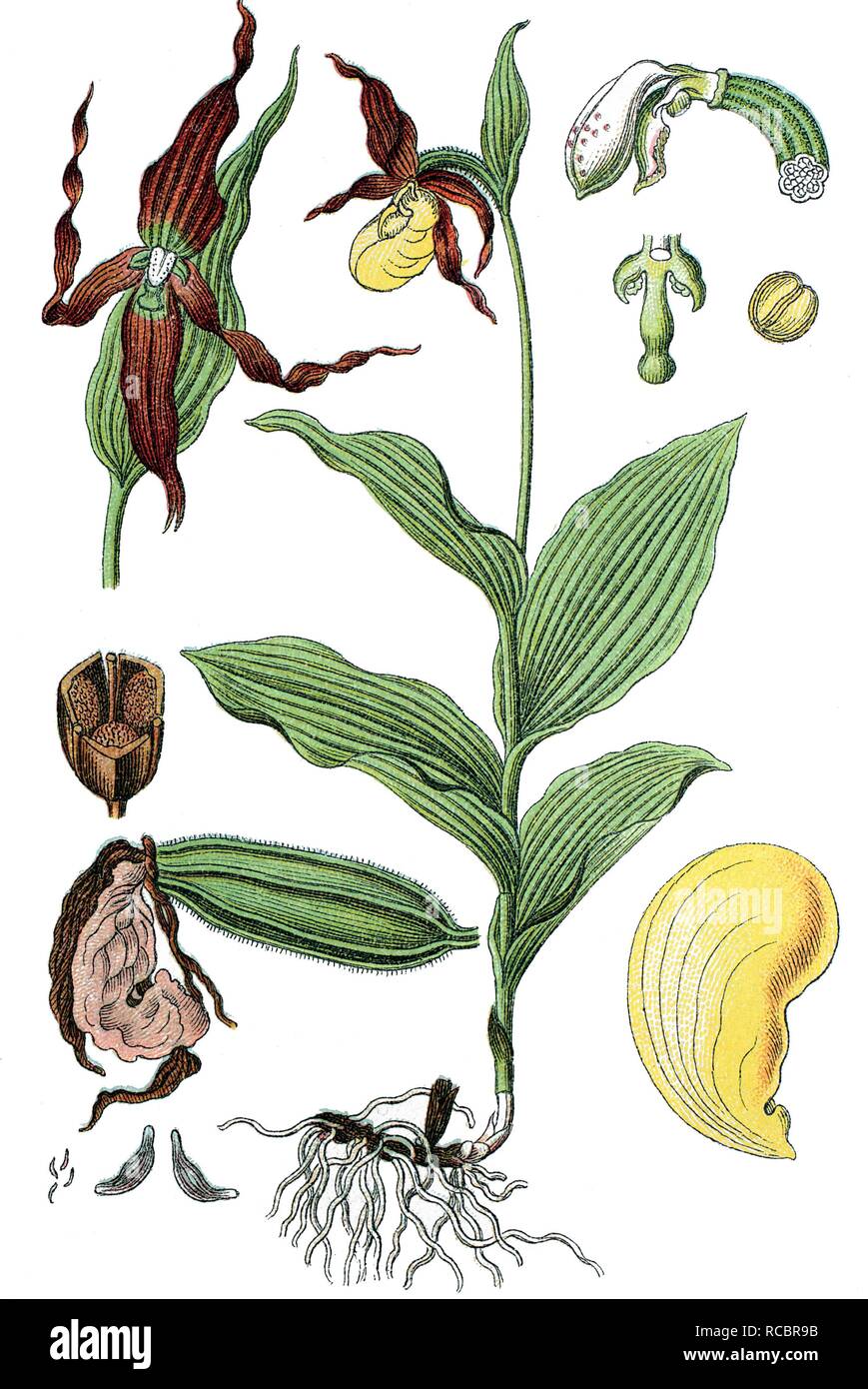 Lady's-slipper Orchid (Cypripedium calceolus), medicinal plant, useful plant, chromolithograph, circa 1790 Stock Photo
