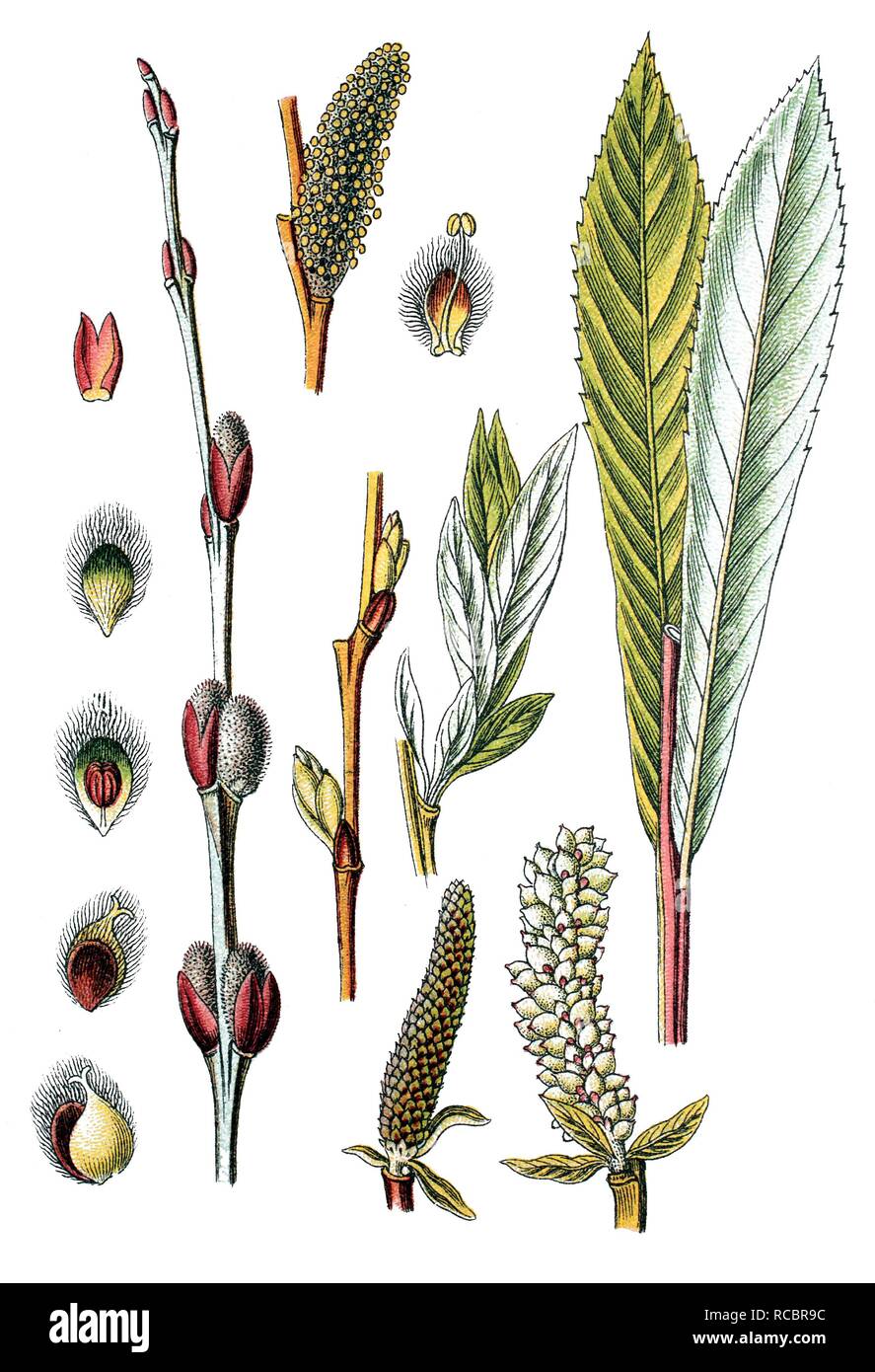 Purple Willow or Purple Osier (Salix purpurea), medicinal plant, useful plant, chromolithograph, circa 1790 Stock Photo
