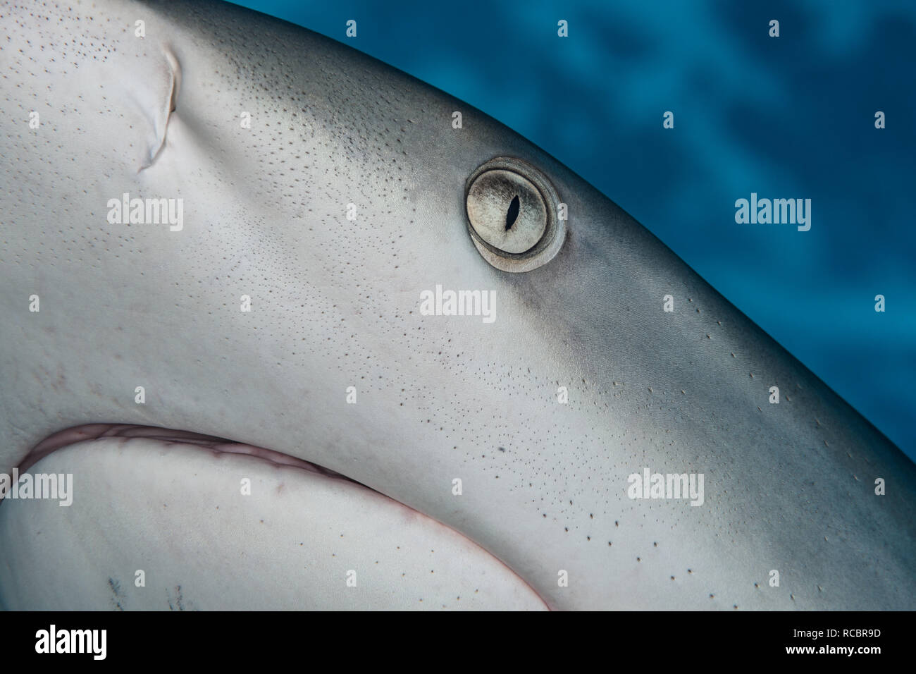 Close-up of a Caribbean reef shark. Stock Photo
